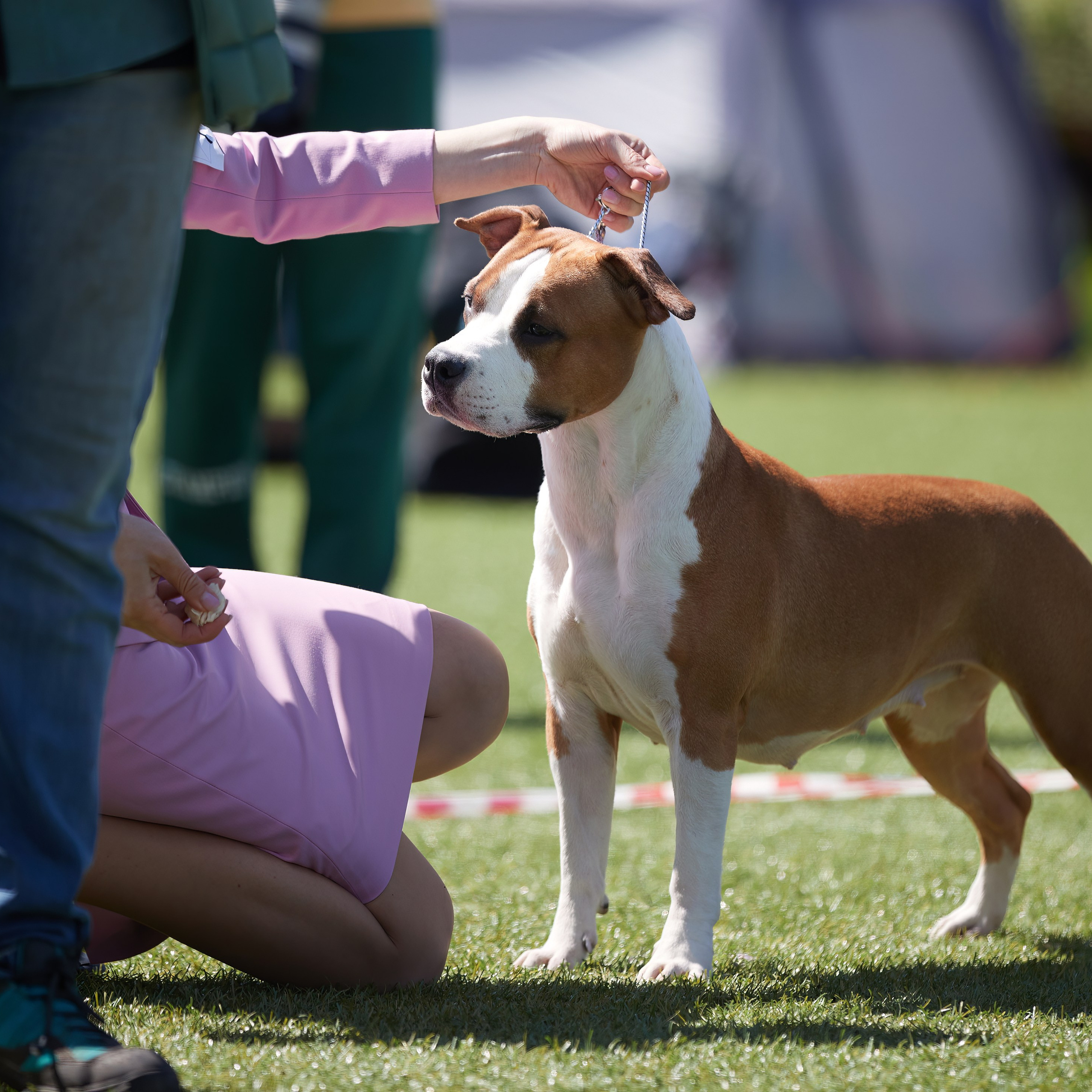 Отгремела «Суздаль-2024». ФОТОГРАФ-АНИМАЛИСТ l LANA POLYAKOVA