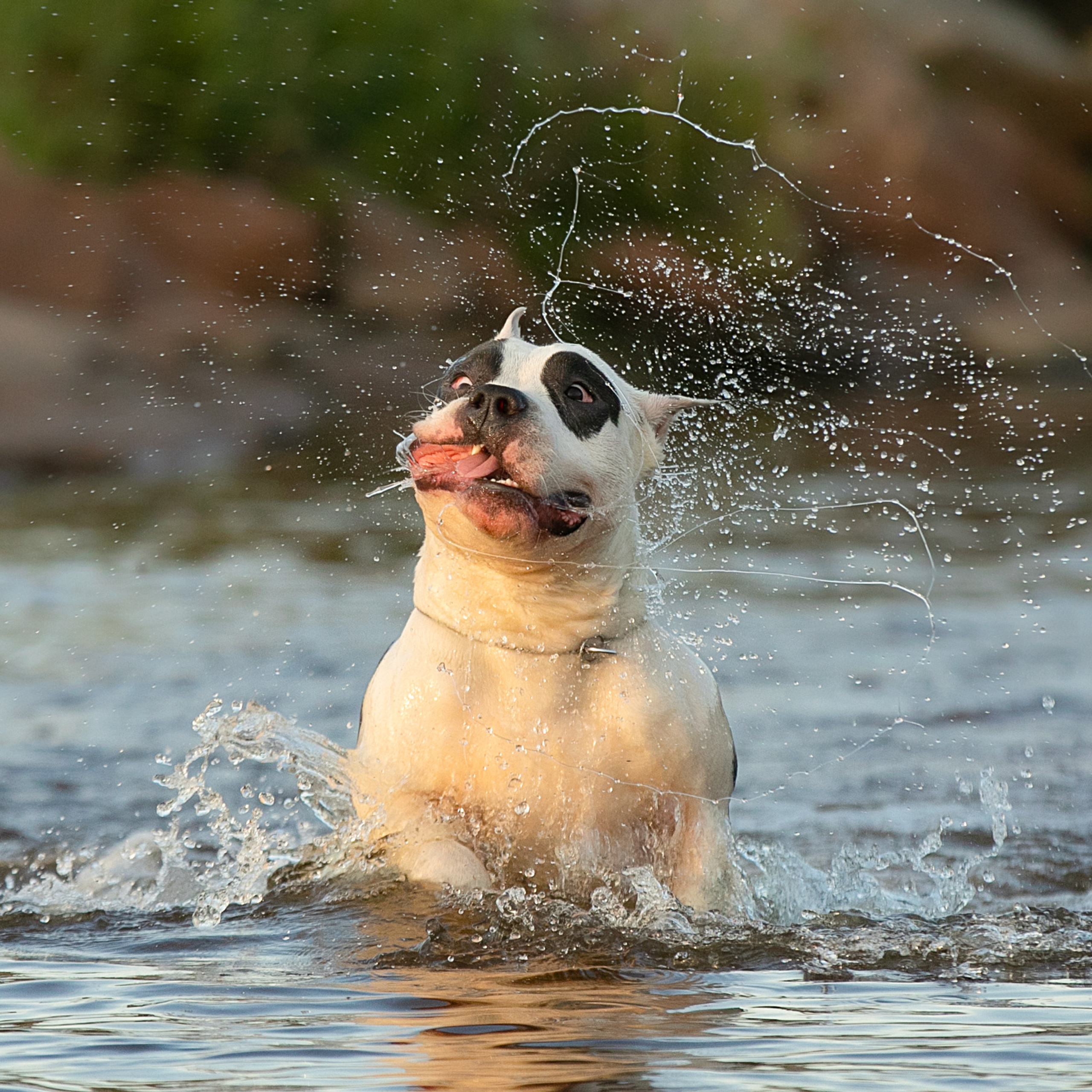 WORK-SHOP 16.07.23 завершён. ФОТОГРАФ-АНИМАЛИСТ l LANA POLYAKOVA