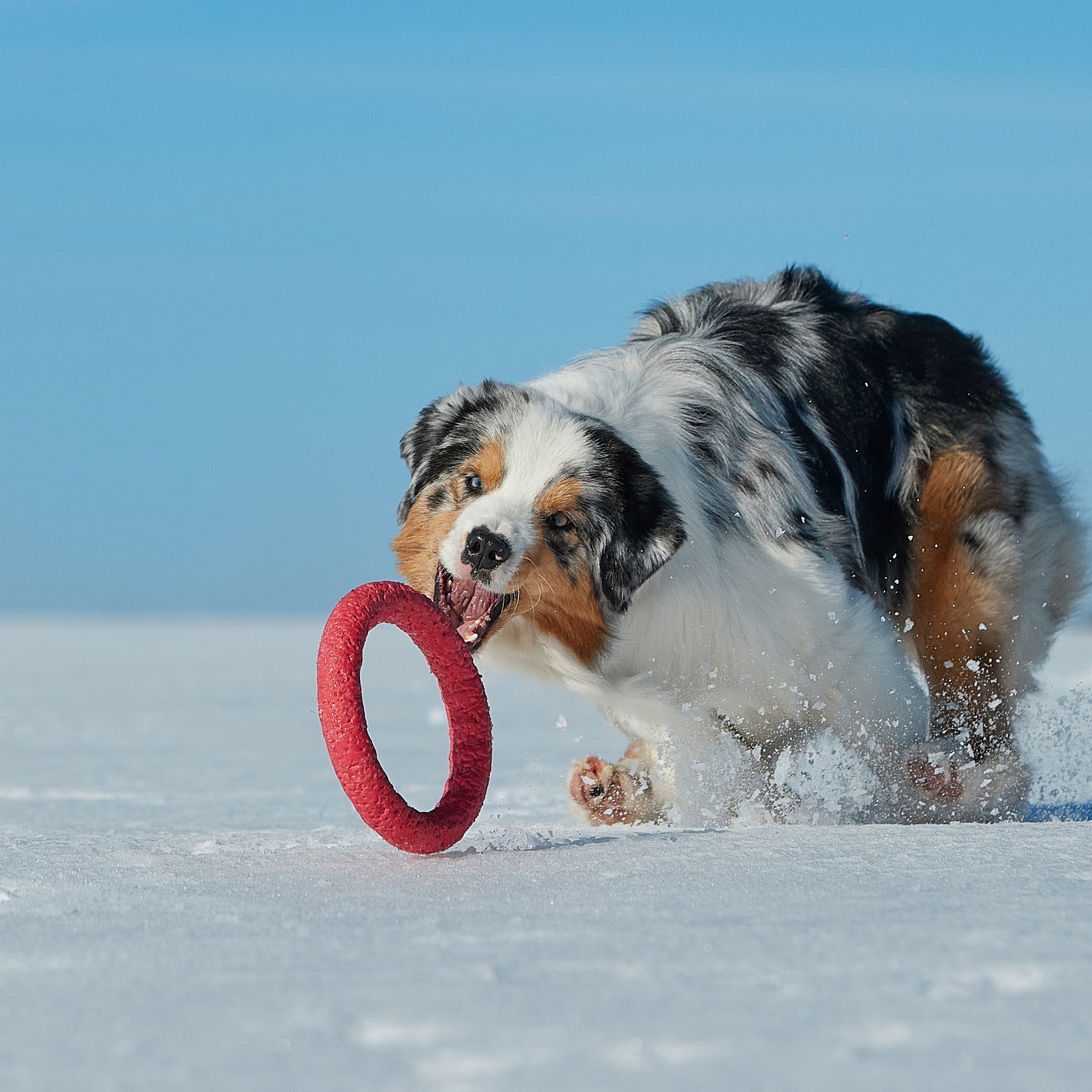 Съешь ещё этих мягких французских булок да выпей чаю. ФОТОГРАФ-АНИМАЛИСТ l LANA POLYAKOVA