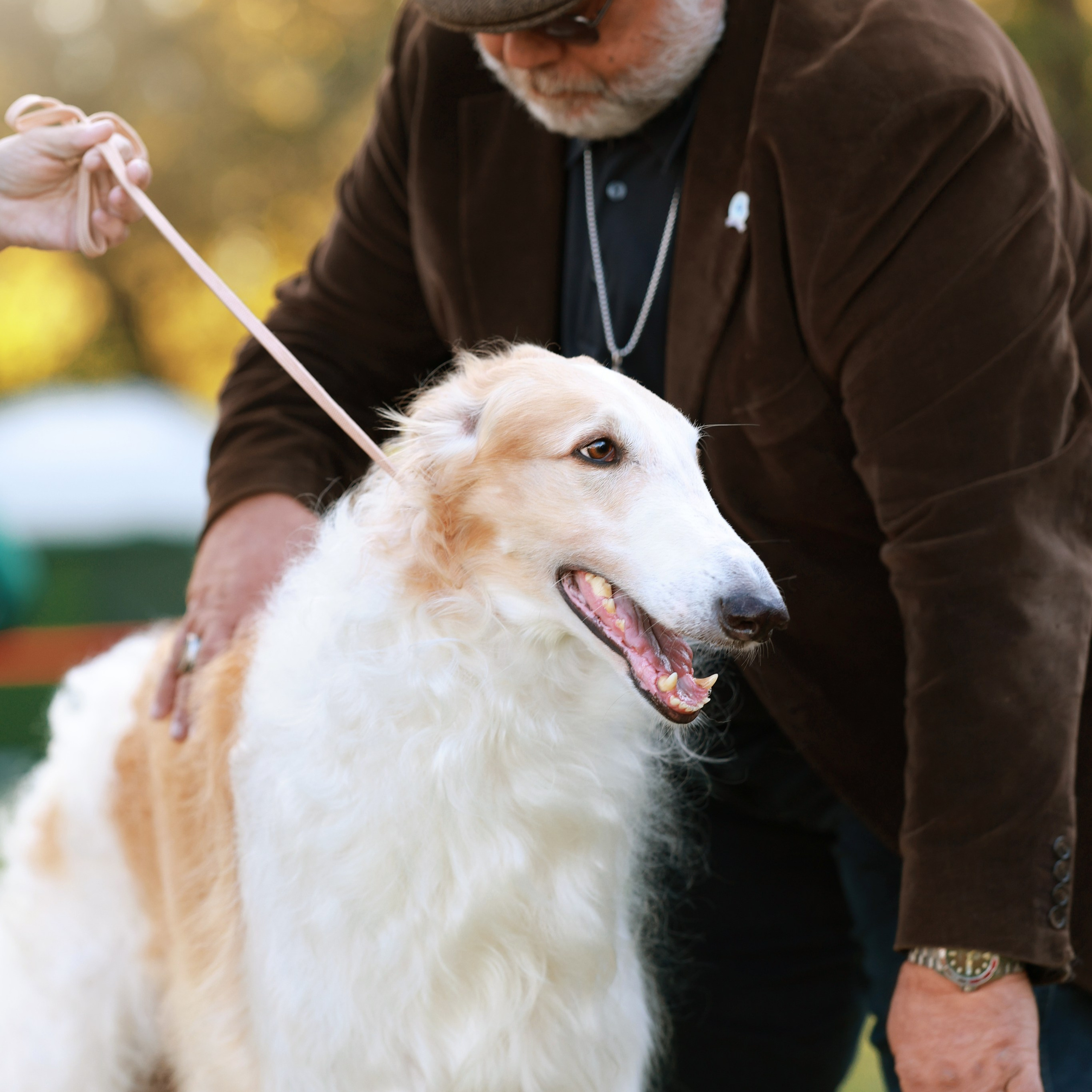 27-28.09.2025 ВЫСТАВКИ СОБАК ВСЕХ ПОРОД (САС, ЧРКФ, ЧФ). ФОТОГРАФ-АНИМАЛИСТ l LANA POLYAKOVA