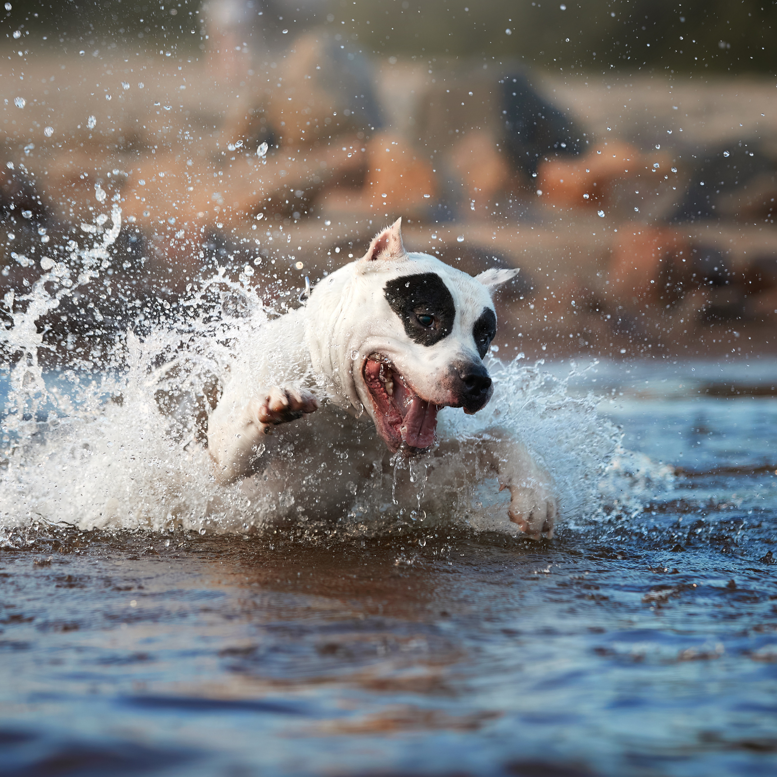 WORK-SHOP 16.07.23 завершён. ФОТОГРАФ-АНИМАЛИСТ l LANA POLYAKOVA