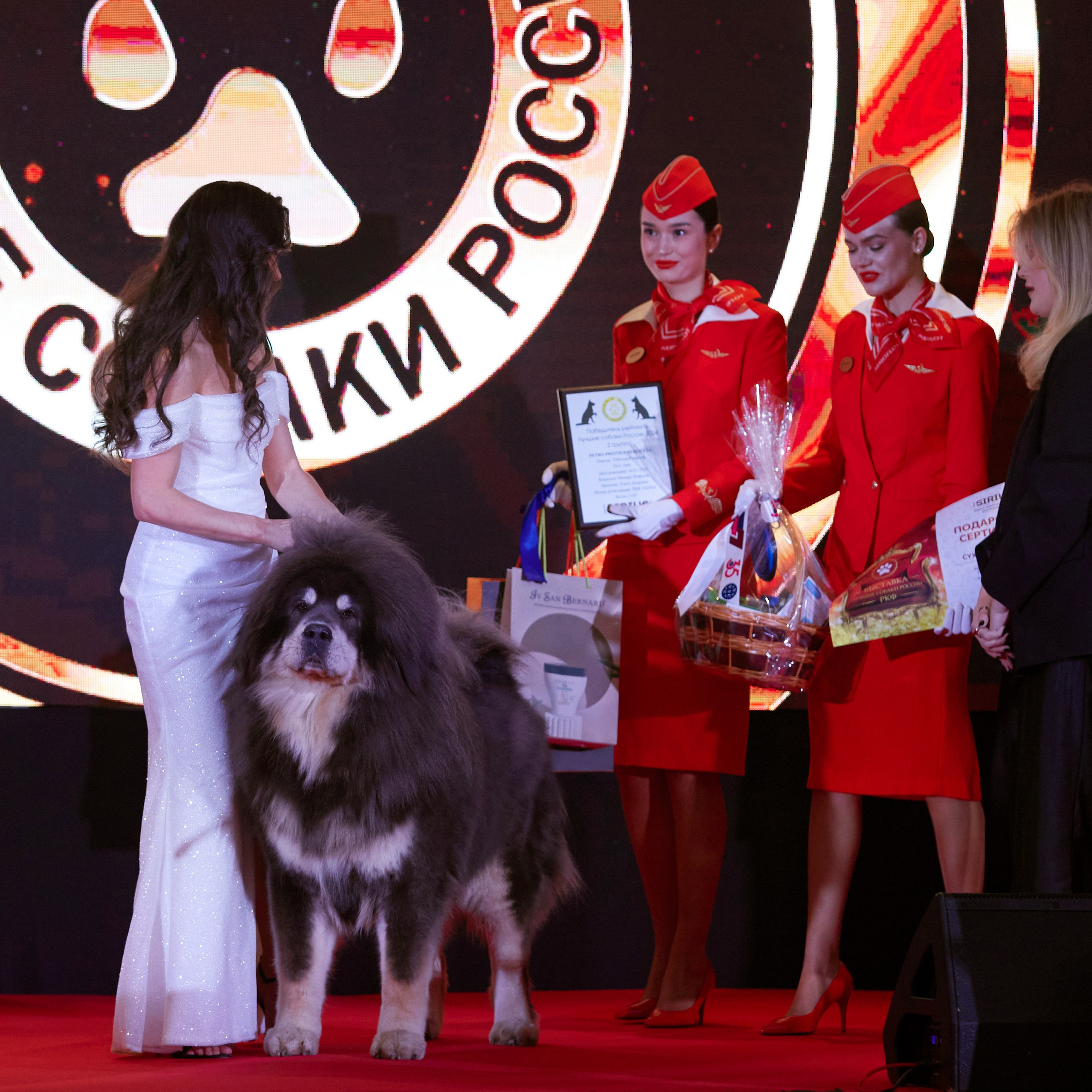 Репортаж с церемонии «BEST RUSSIAN DOG 2024». ФОТОГРАФ-АНИМАЛИСТ l LANA POLYAKOVA