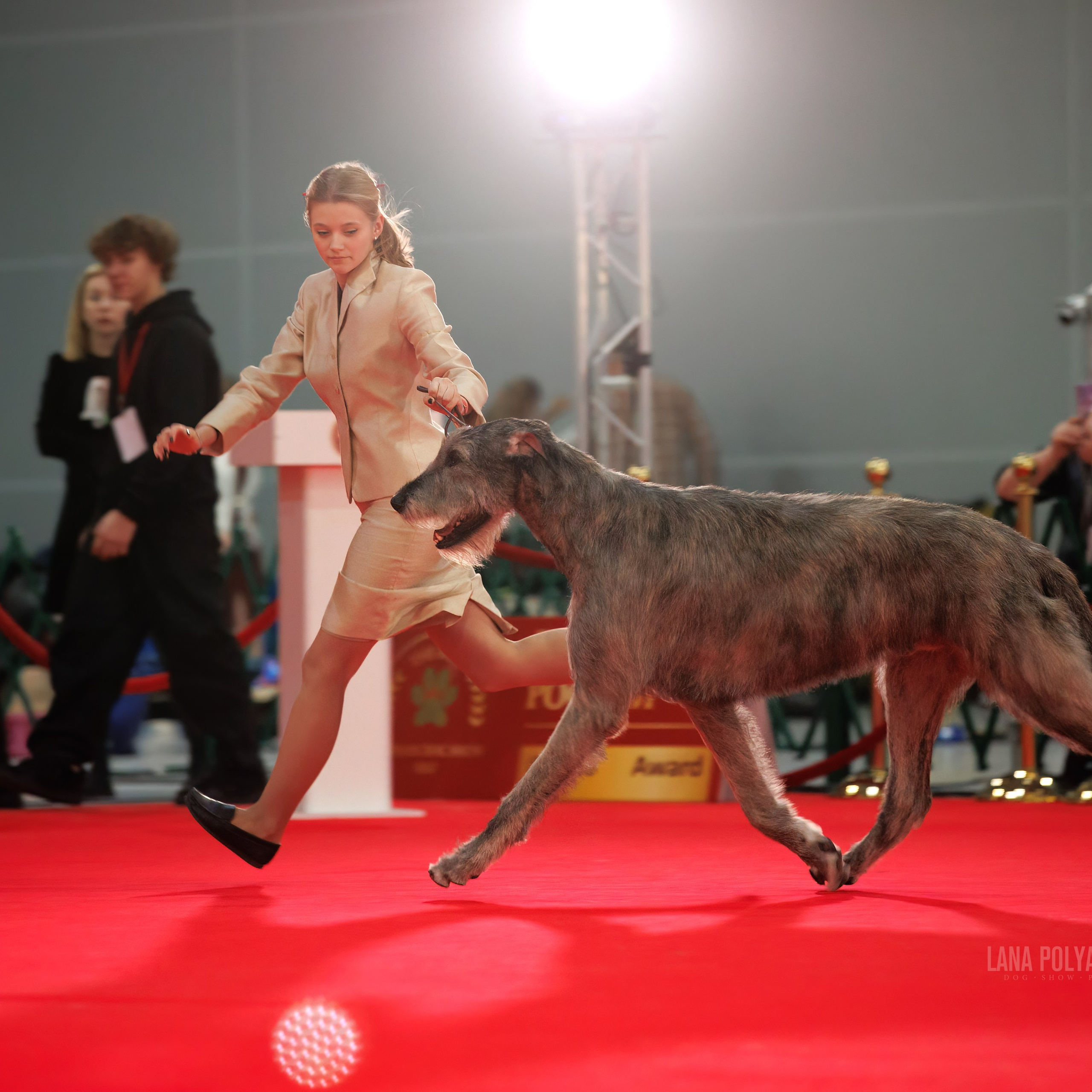 Новое шоу чемпионов «ЛУЧШИЕ СОБАКИ РОССИИ». ФОТОГРАФ-АНИМАЛИСТ l LANA POLYAKOVA