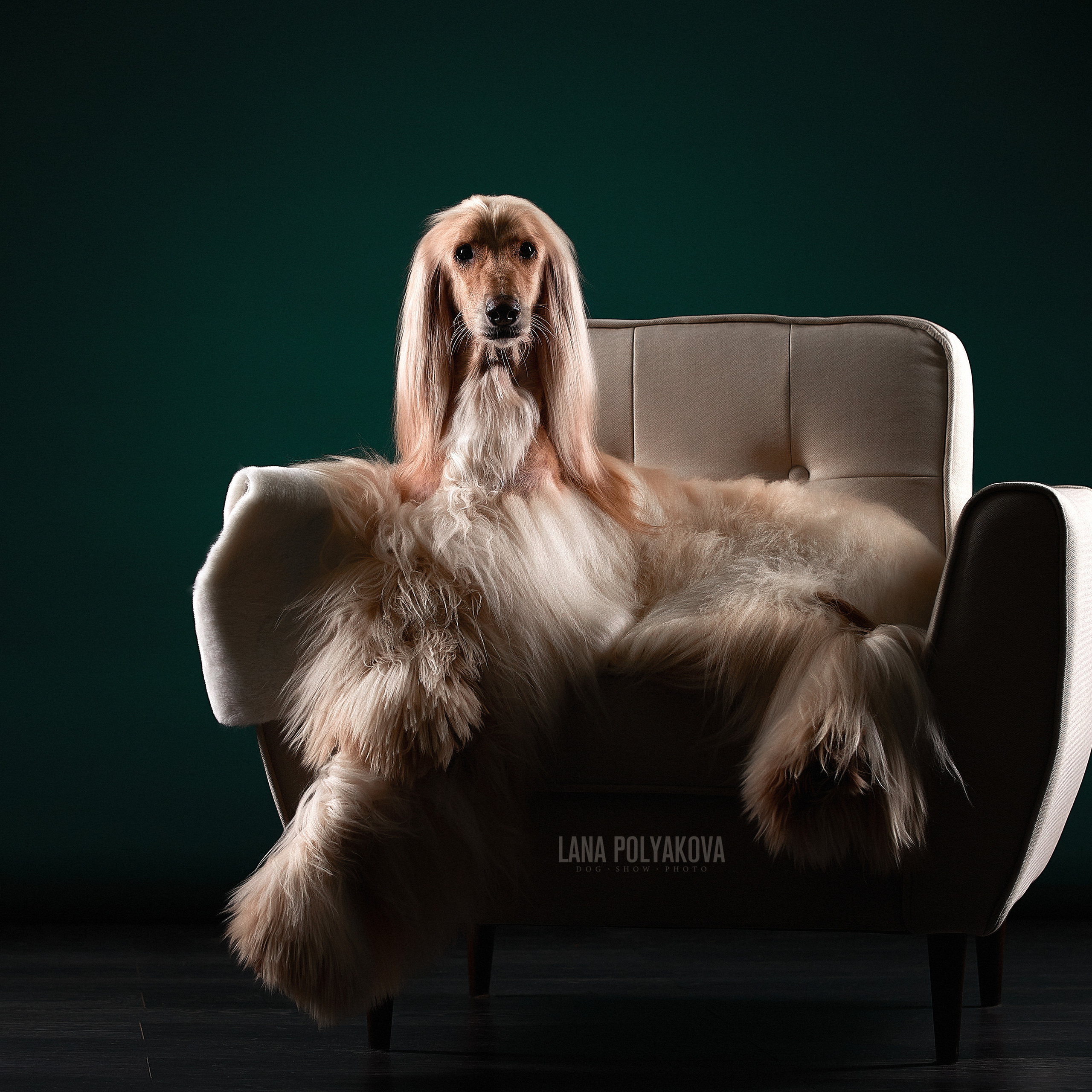 INT GRAND MULTI CH AHTIAR AK JAR OSKAR OPEN HEAR