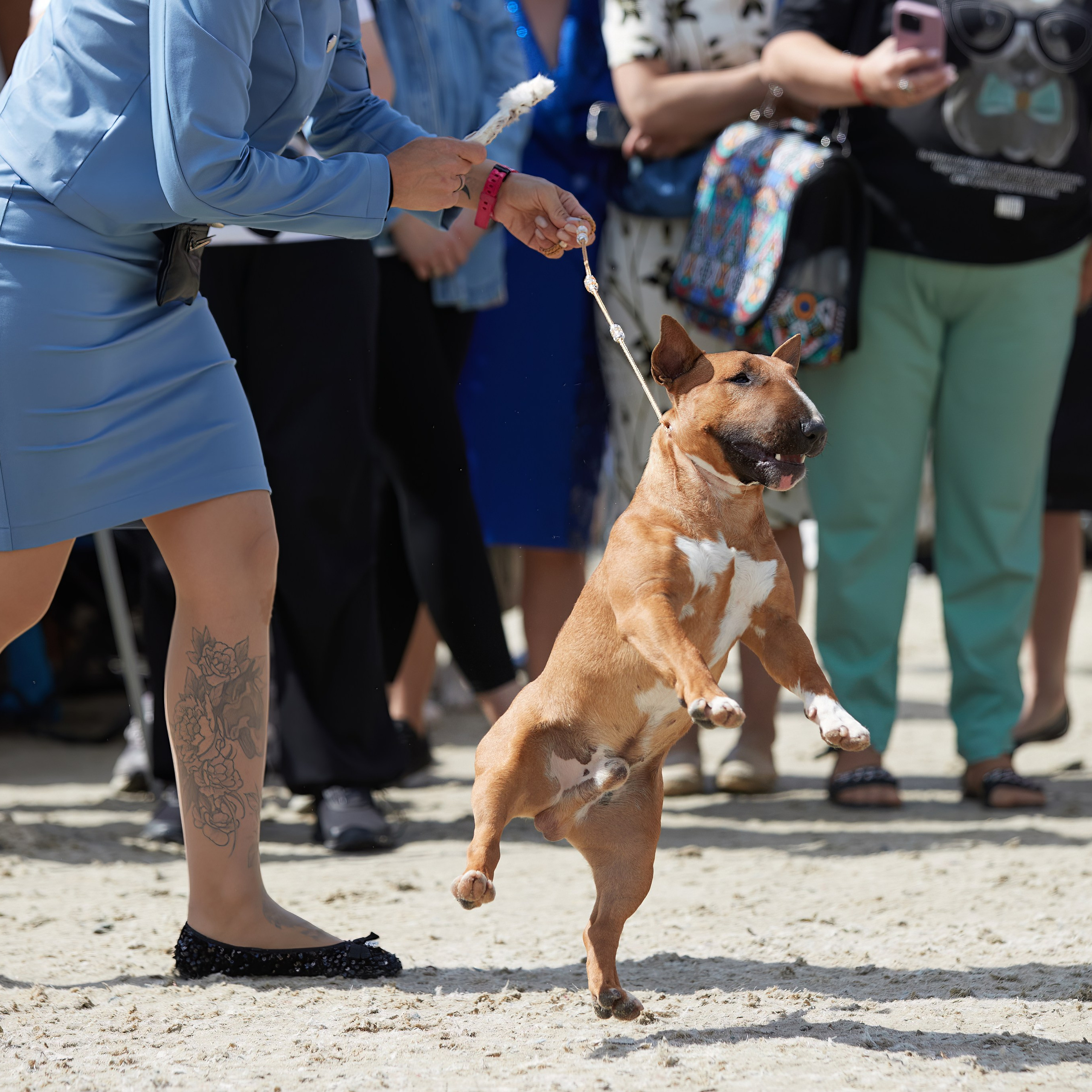 «Россия. Кубок РКФ 2024» и «Россия. Кубок Москвы 2024». ФОТОГРАФ-АНИМАЛИСТ l LANA POLYAKOVA