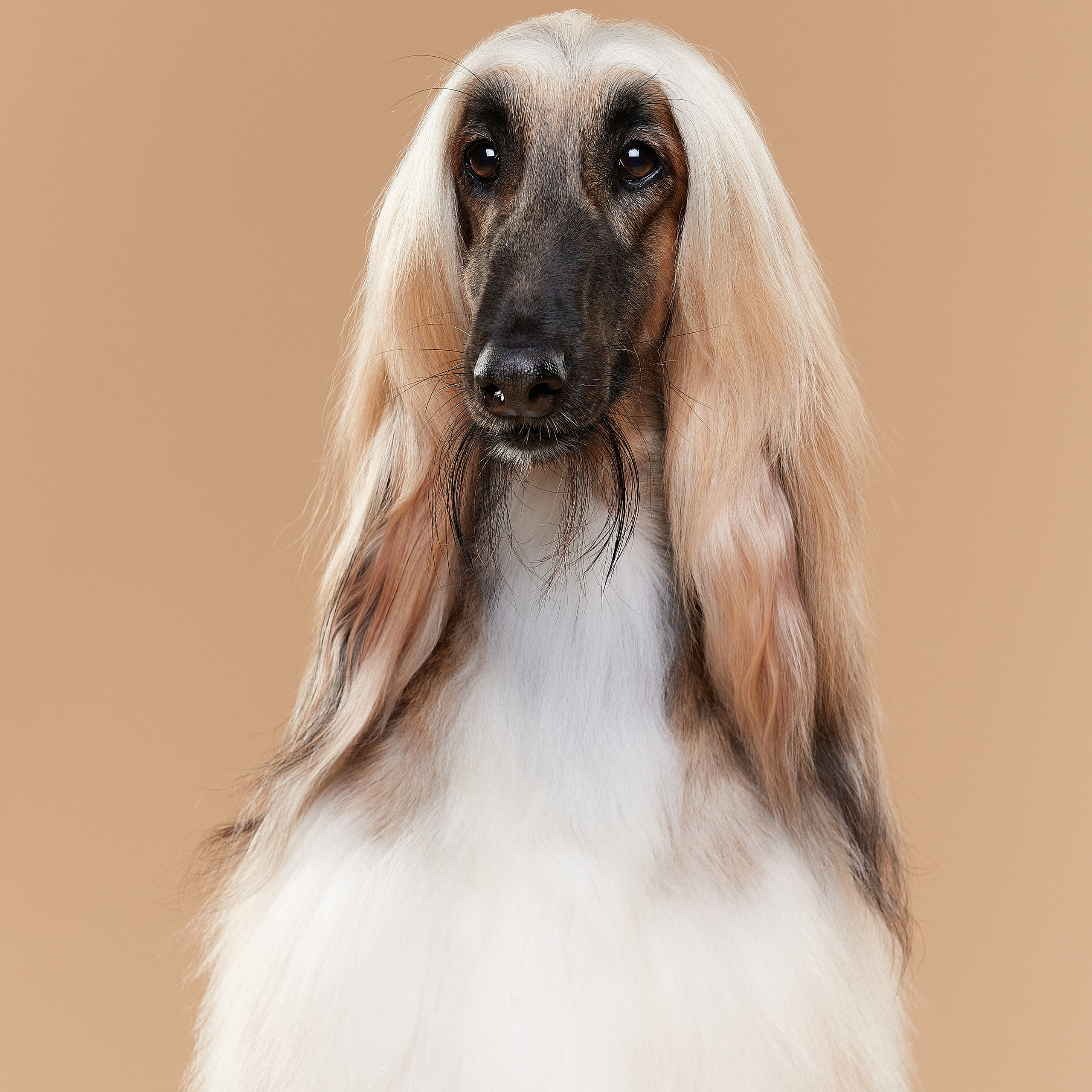 Мишель. Афганская борзая. ФОТОГРАФ-АНИМАЛИСТ l LANA POLYAKOVA