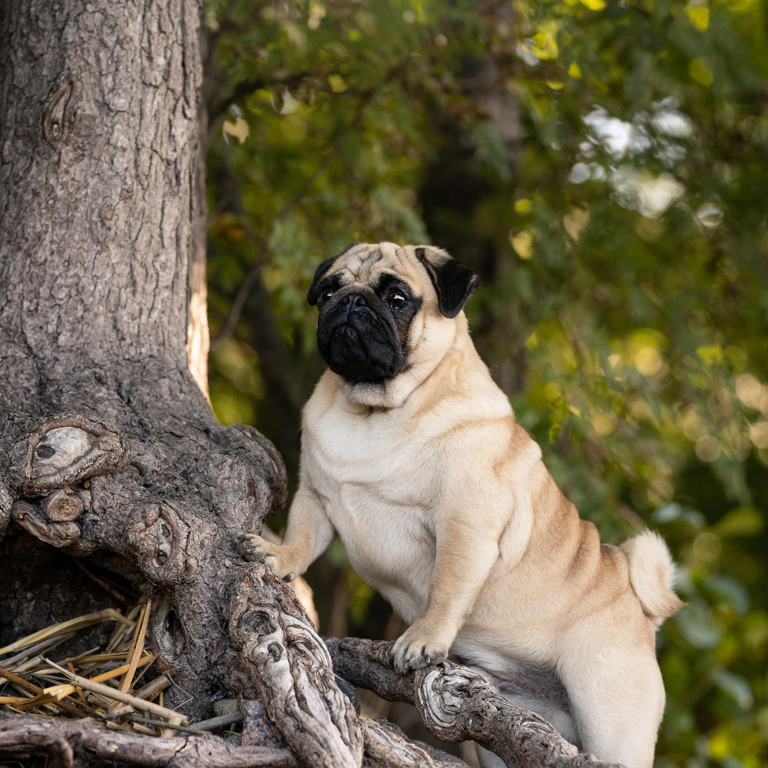 WORK-SHOP 16.07.23 завершён. ФОТОГРАФ-АНИМАЛИСТ l LANA POLYAKOVA