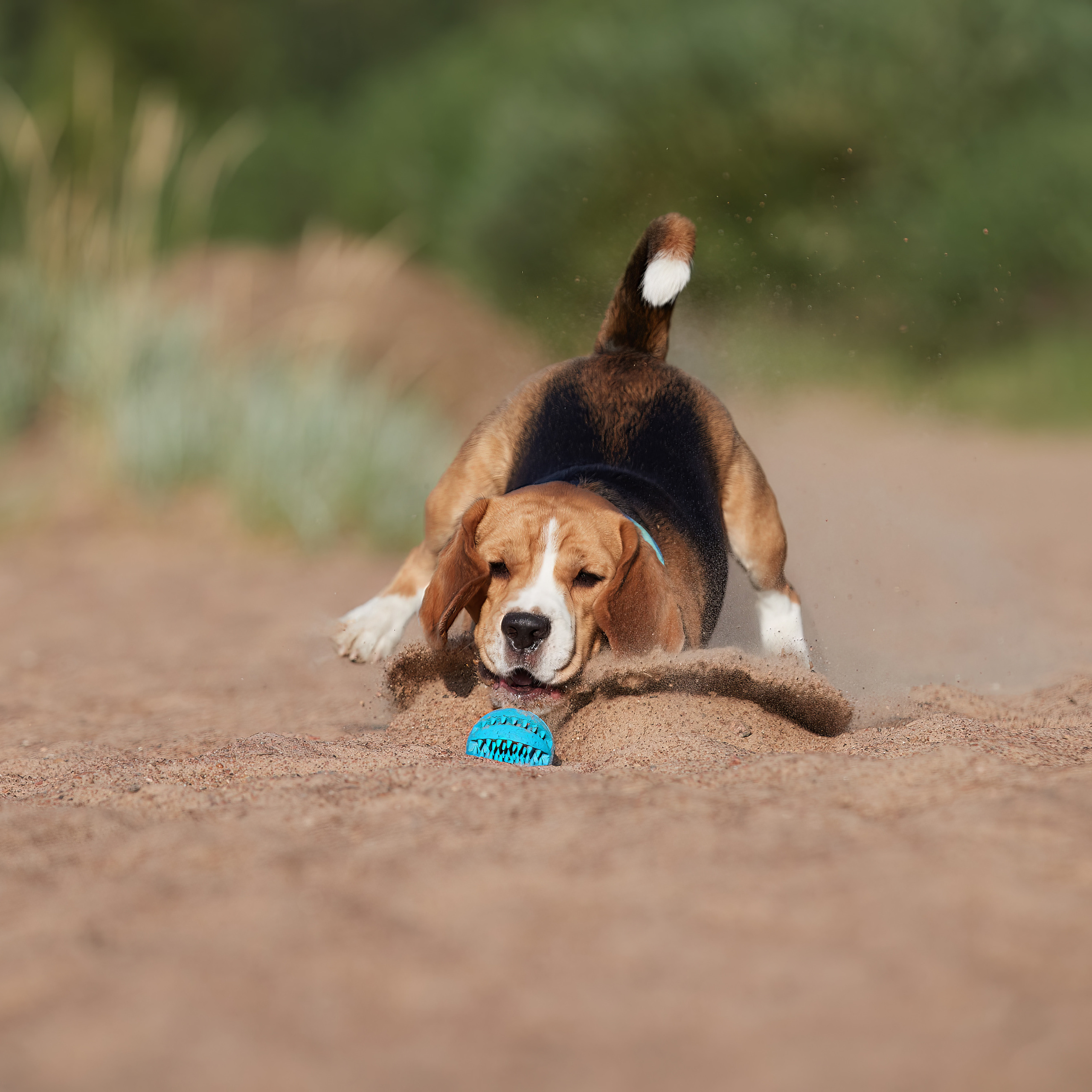 WORK-SHOP 16.07.23 завершён. ФОТОГРАФ-АНИМАЛИСТ l LANA POLYAKOVA