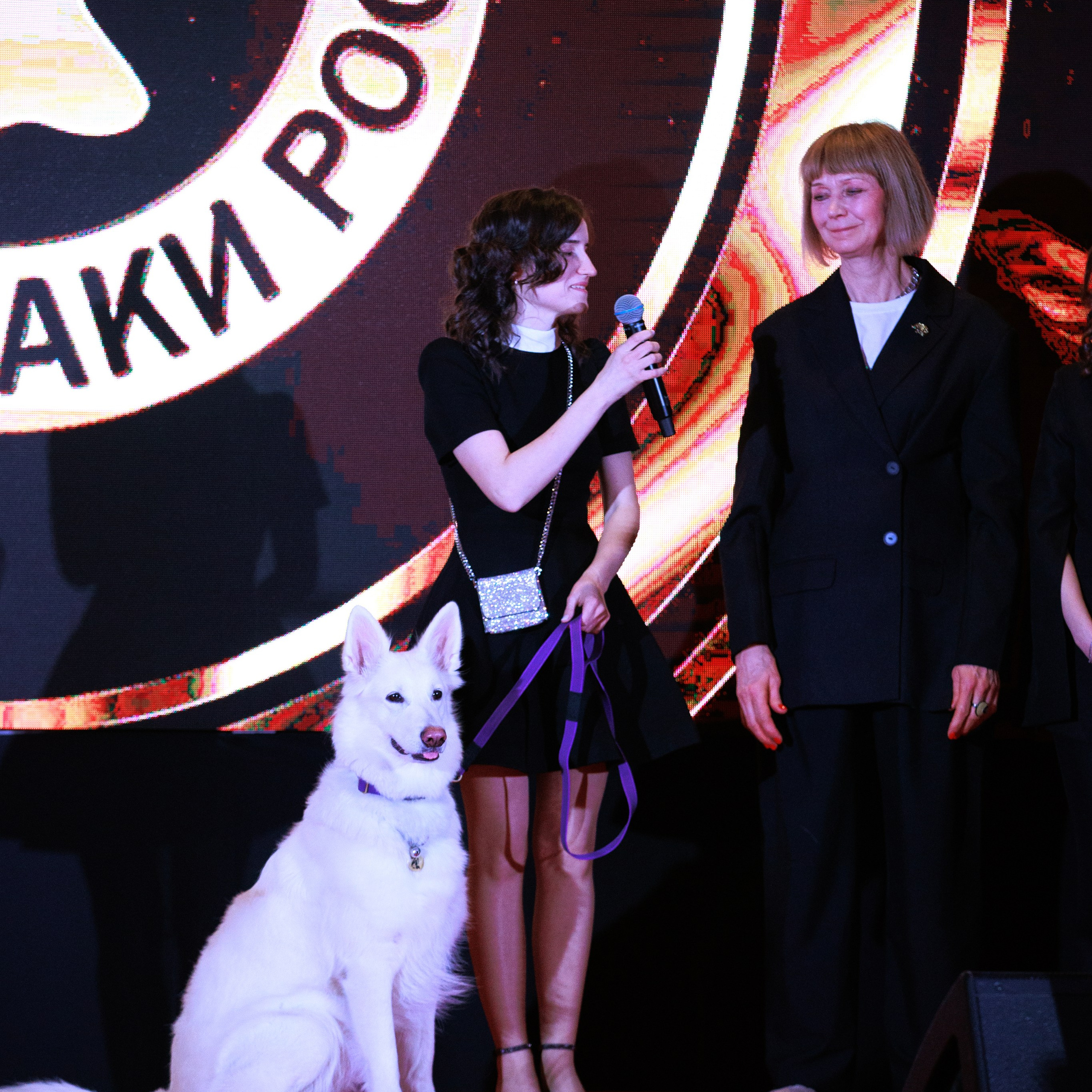 Репортаж с церемонии «BEST RUSSIAN DOG 2024». ФОТОГРАФ-АНИМАЛИСТ l LANA POLYAKOVA