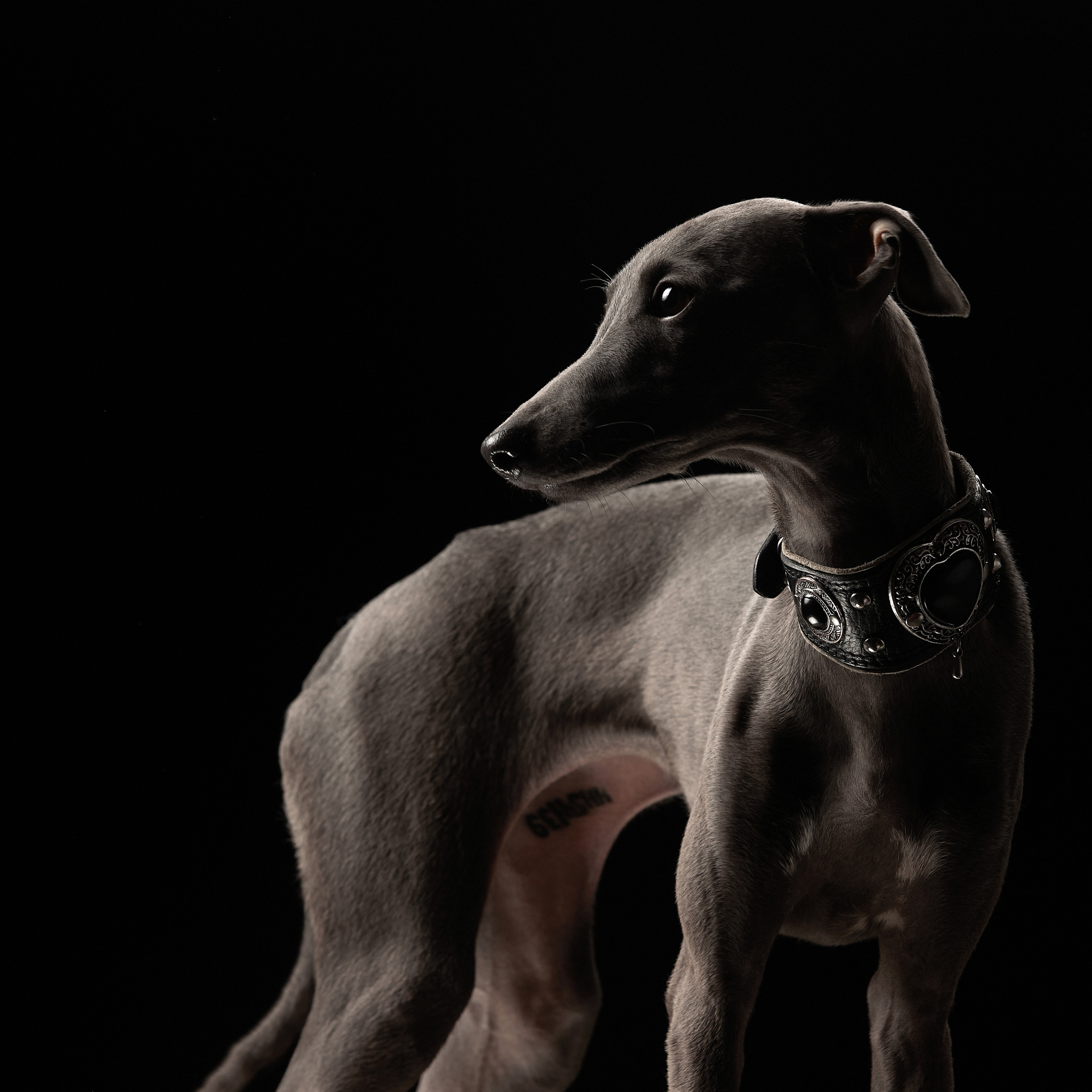 Левретка. ФОТОГРАФ-АНИМАЛИСТ l LANA POLYAKOVA