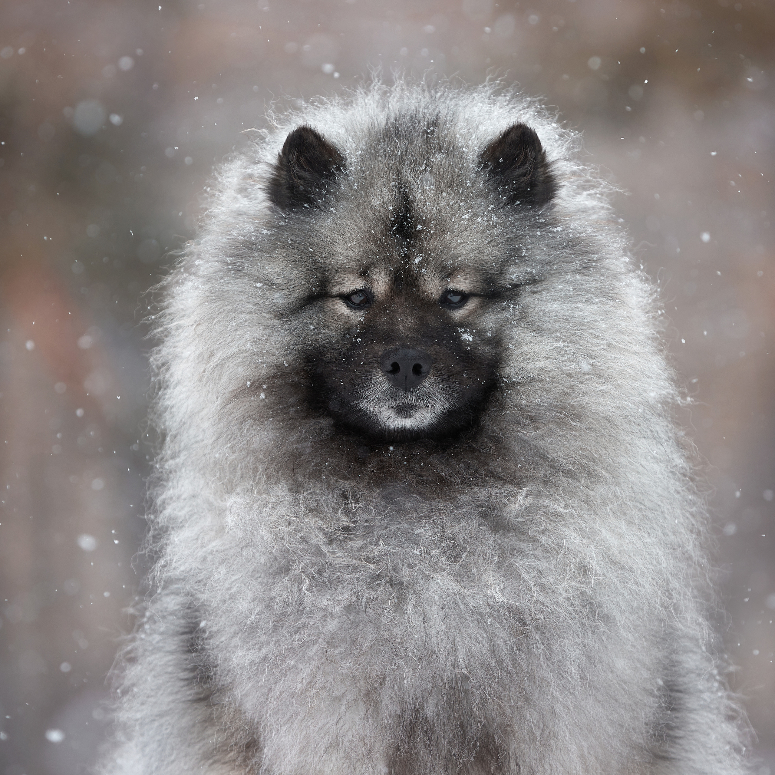 Зимний Workshop и фотосъемки на Байкале. ФОТОГРАФ-АНИМАЛИСТ l LANA POLYAKOVA