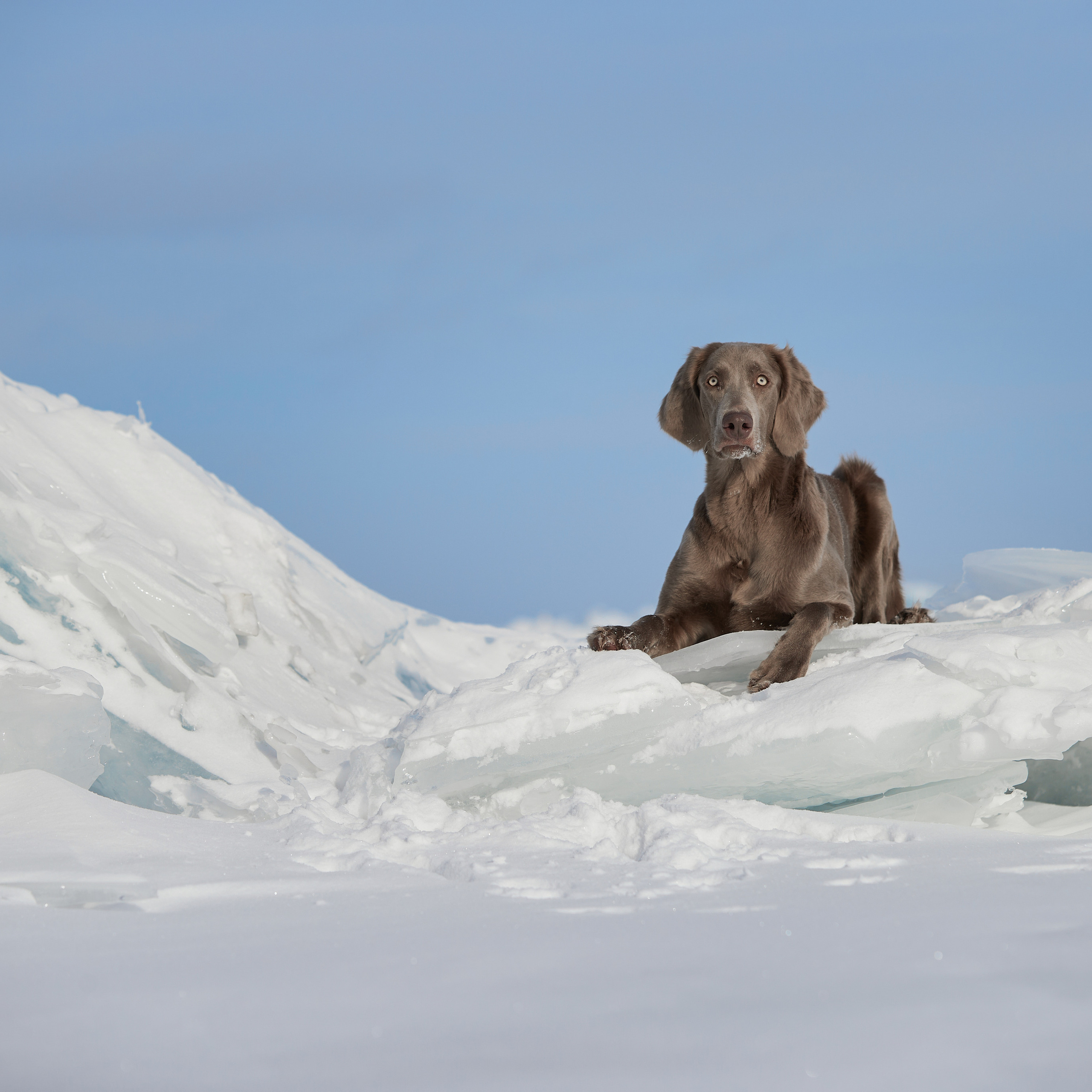 Зимний Workshop и фотосъемки на Байкале. ФОТОГРАФ-АНИМАЛИСТ l LANA POLYAKOVA
