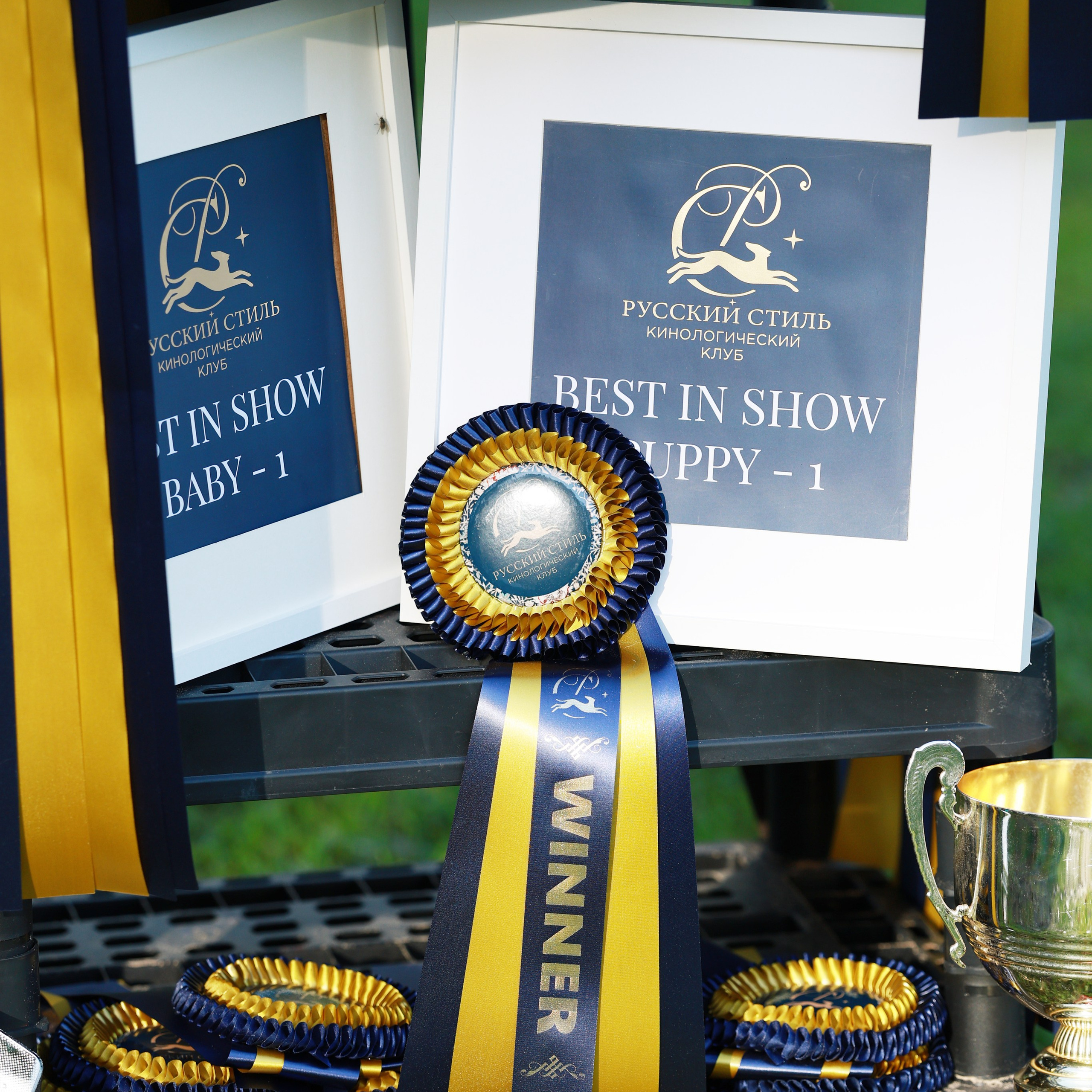 27-28.09.2025 ВЫСТАВКИ СОБАК ВСЕХ ПОРОД (САС, ЧРКФ, ЧФ). ФОТОГРАФ-АНИМАЛИСТ l LANA POLYAKOVA