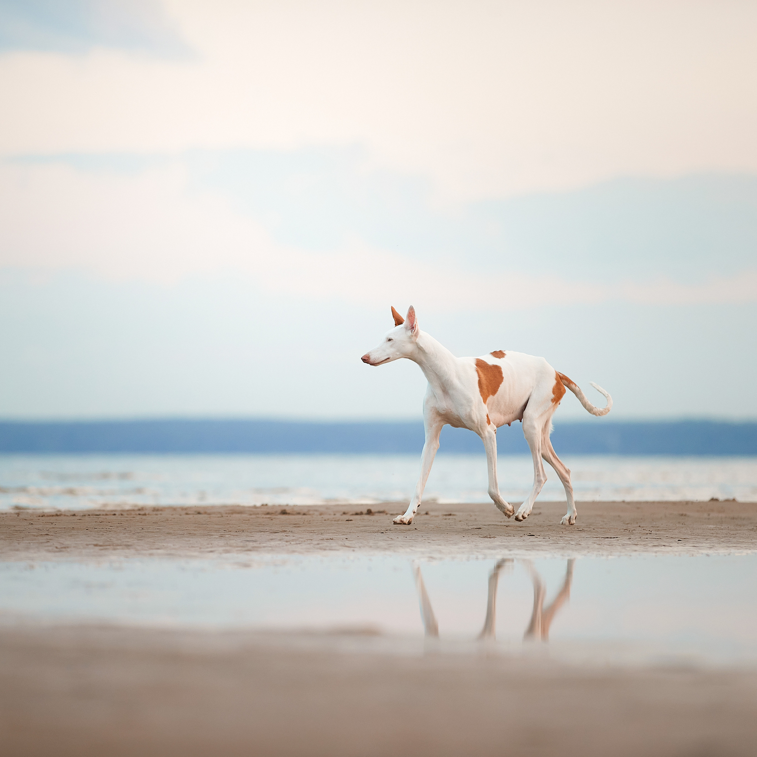 Встречаем рассвет с Байлой. ФОТОГРАФ-АНИМАЛИСТ l LANA POLYAKOVA