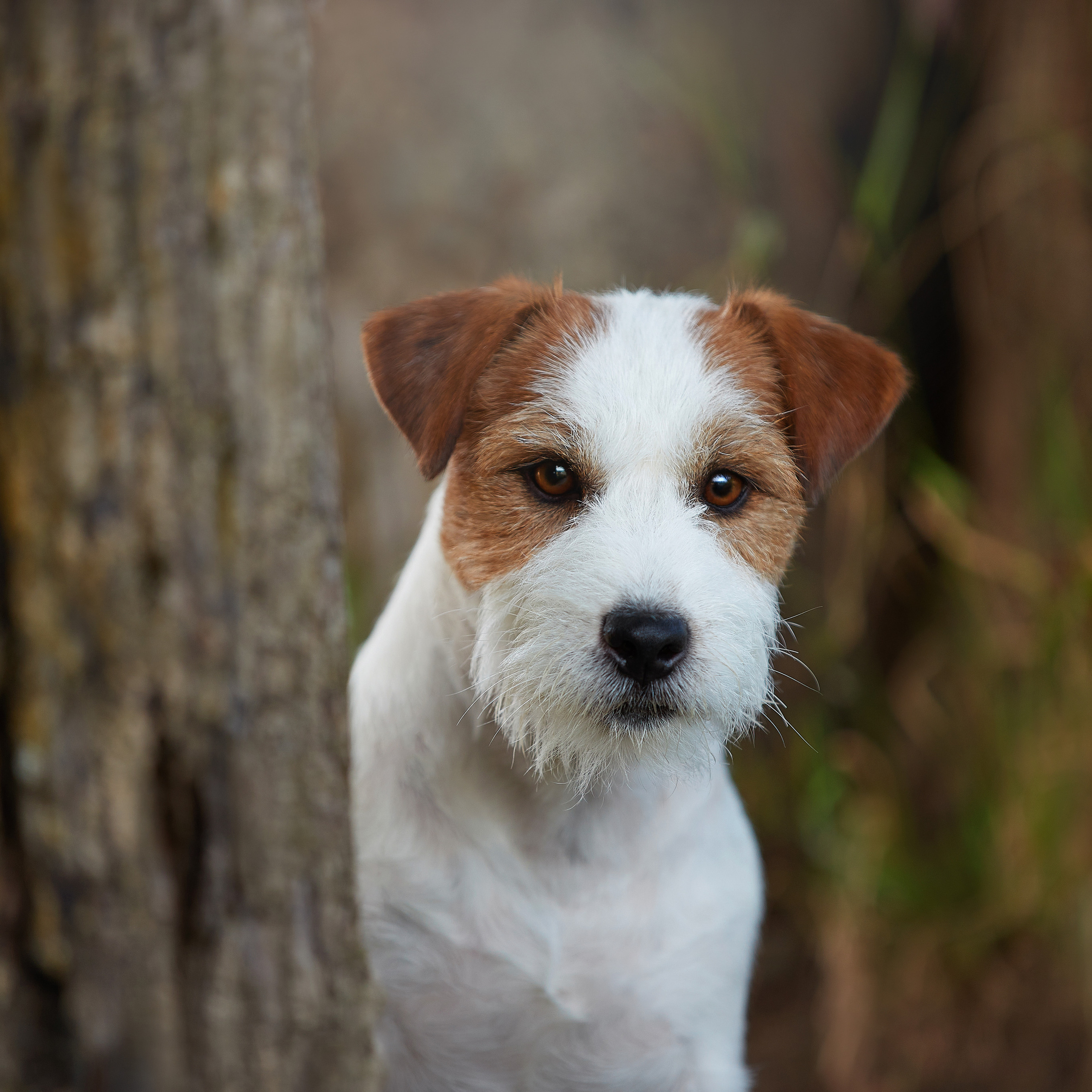 Джеки спешат на помощь!. ФОТОГРАФ-АНИМАЛИСТ l LANA POLYAKOVA