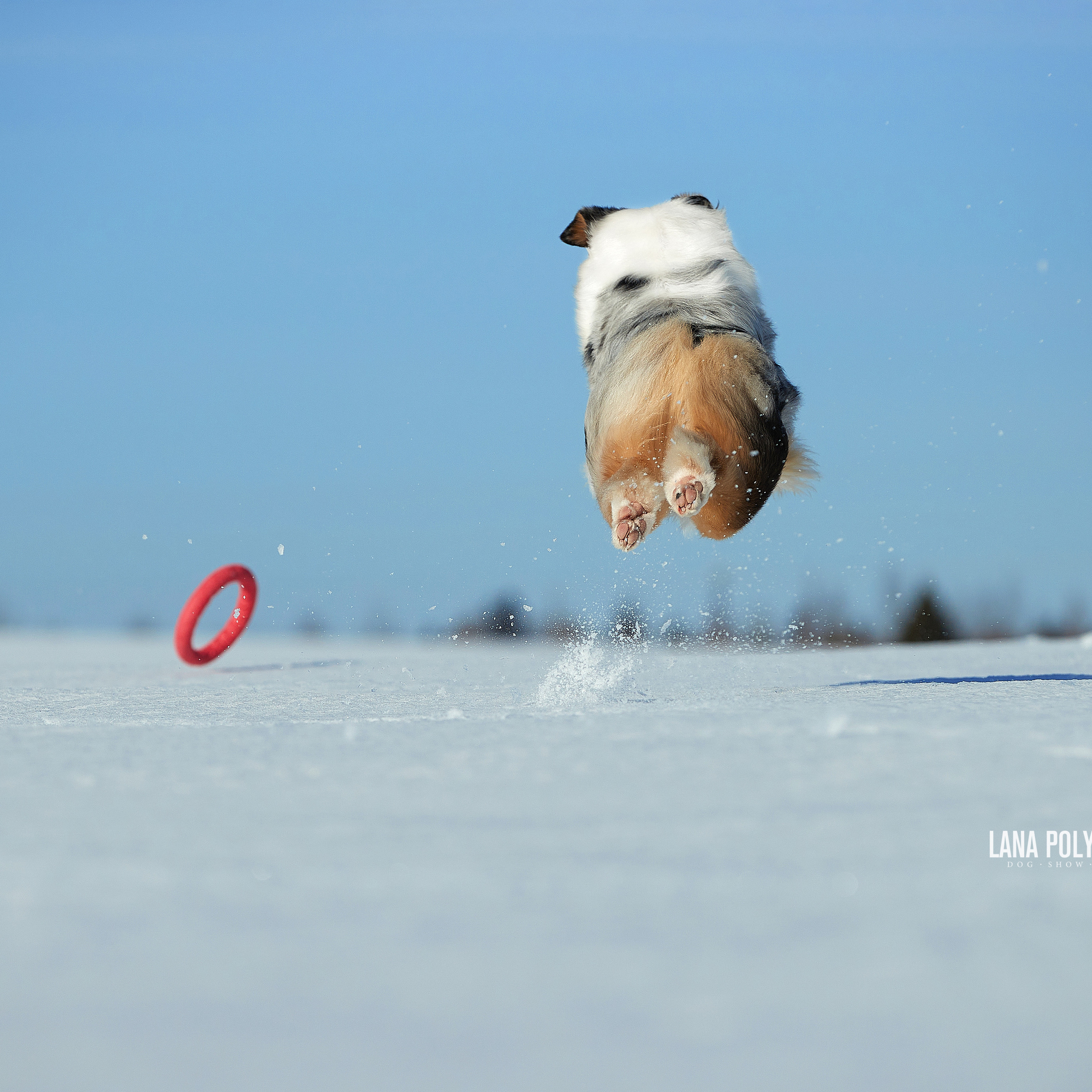 Австралийская овчарка, аусси питомник APPLEDORE