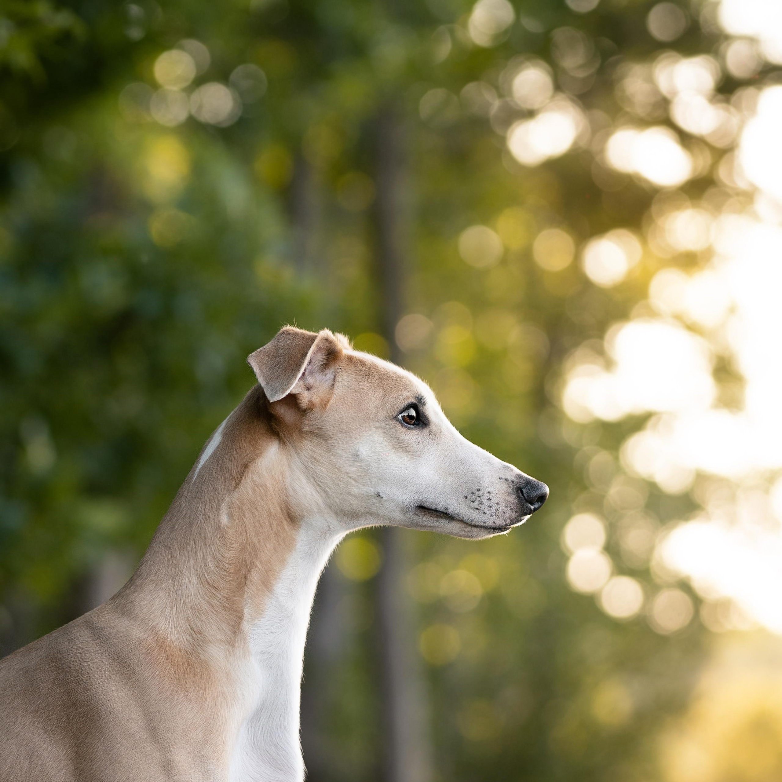 WORK-SHOP 16.07.23 завершён. ФОТОГРАФ-АНИМАЛИСТ l LANA POLYAKOVA
