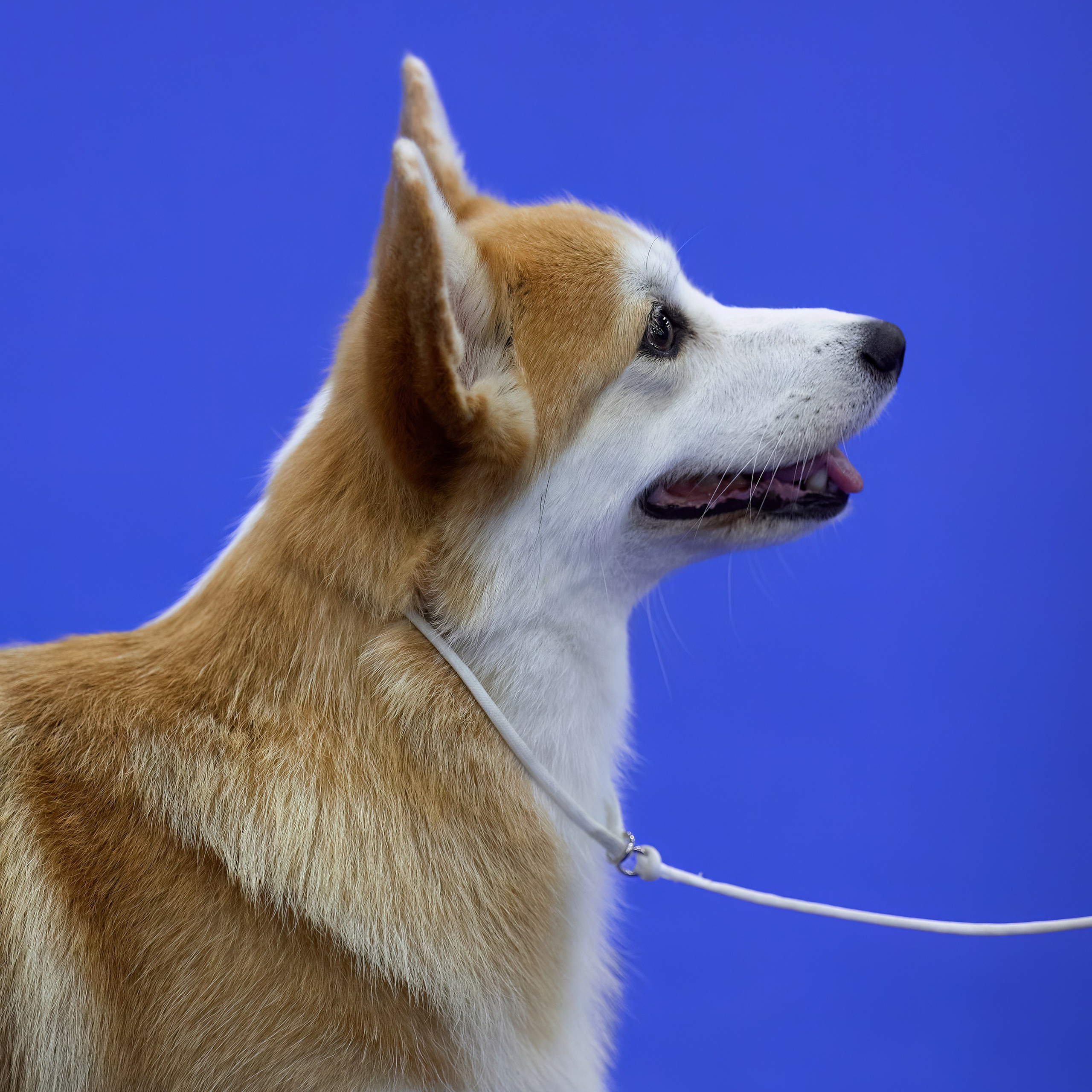 ВЫСТАВКА СОБАК ВСЕХ ПОРОД С ОСОБЫМ СТАТУСОМ «БЕЛЫЕ НОЧИ-2025». ФОТОГРАФ-АНИМАЛИСТ l LANA POLYAKOVA