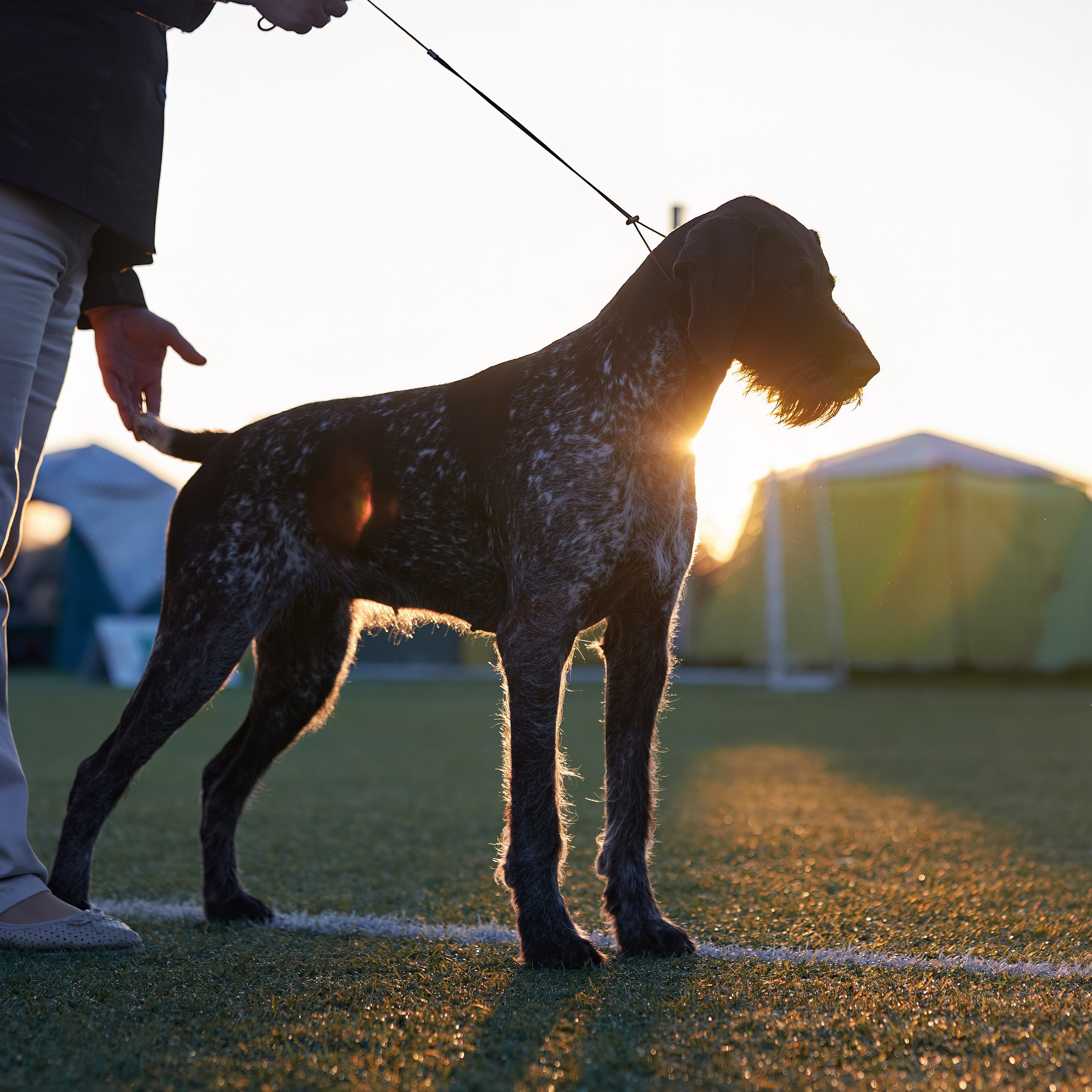 Отгремела «Суздаль-2024». ФОТОГРАФ-АНИМАЛИСТ l LANA POLYAKOVA