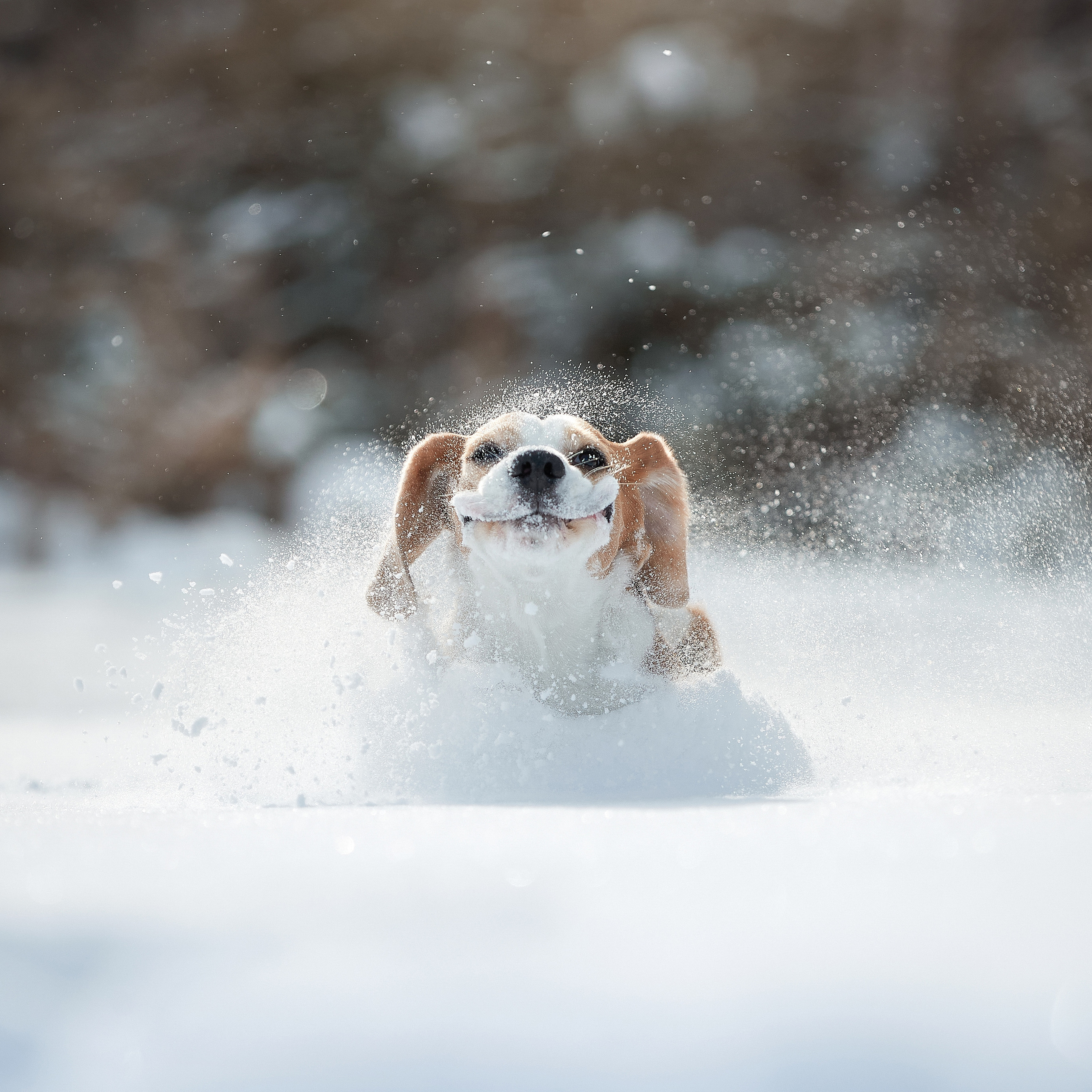 Зимний Workshop и фотосъемки на Байкале. ФОТОГРАФ-АНИМАЛИСТ l LANA POLYAKOVA