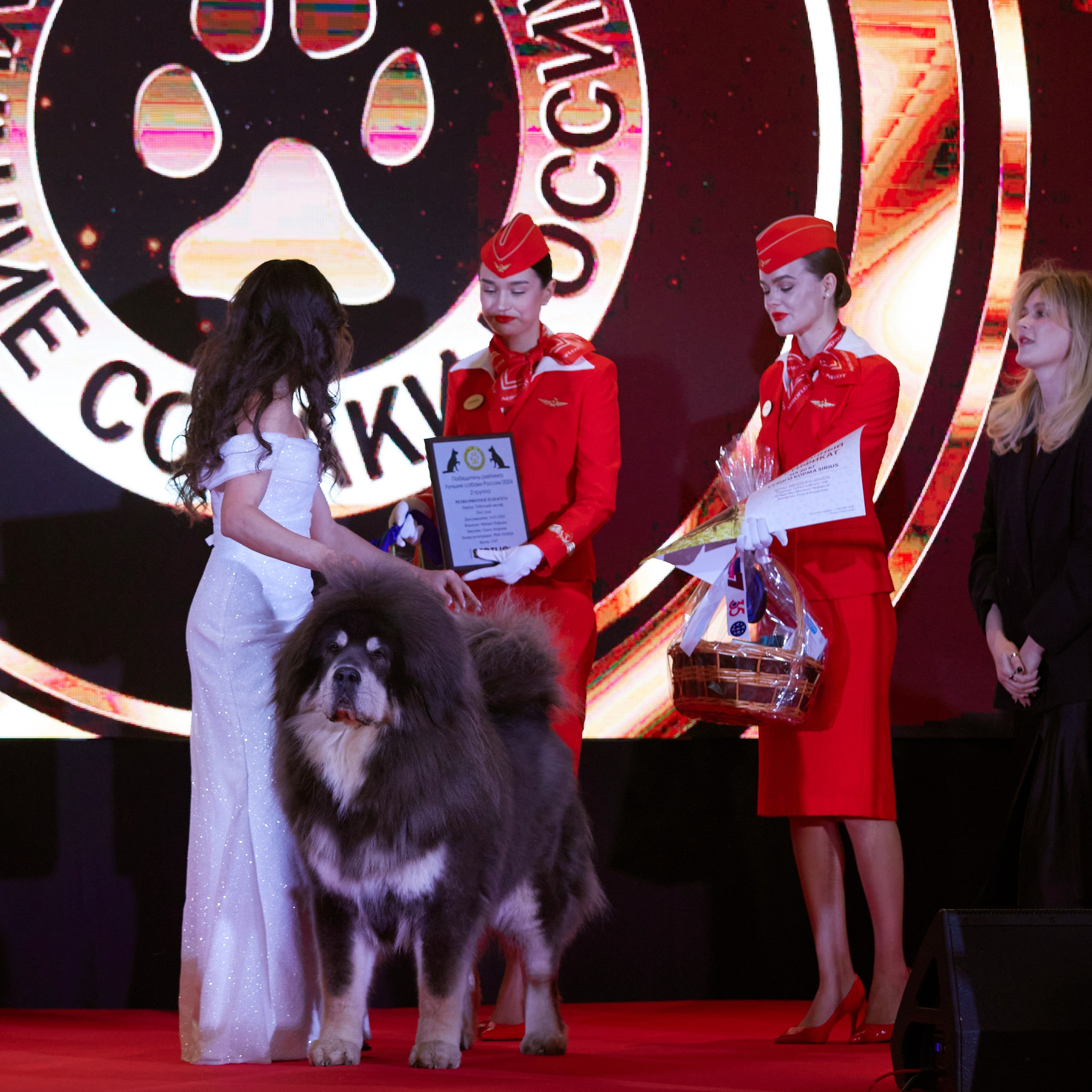 Репортаж с церемонии «BEST RUSSIAN DOG 2024». ФОТОГРАФ-АНИМАЛИСТ l LANA POLYAKOVA