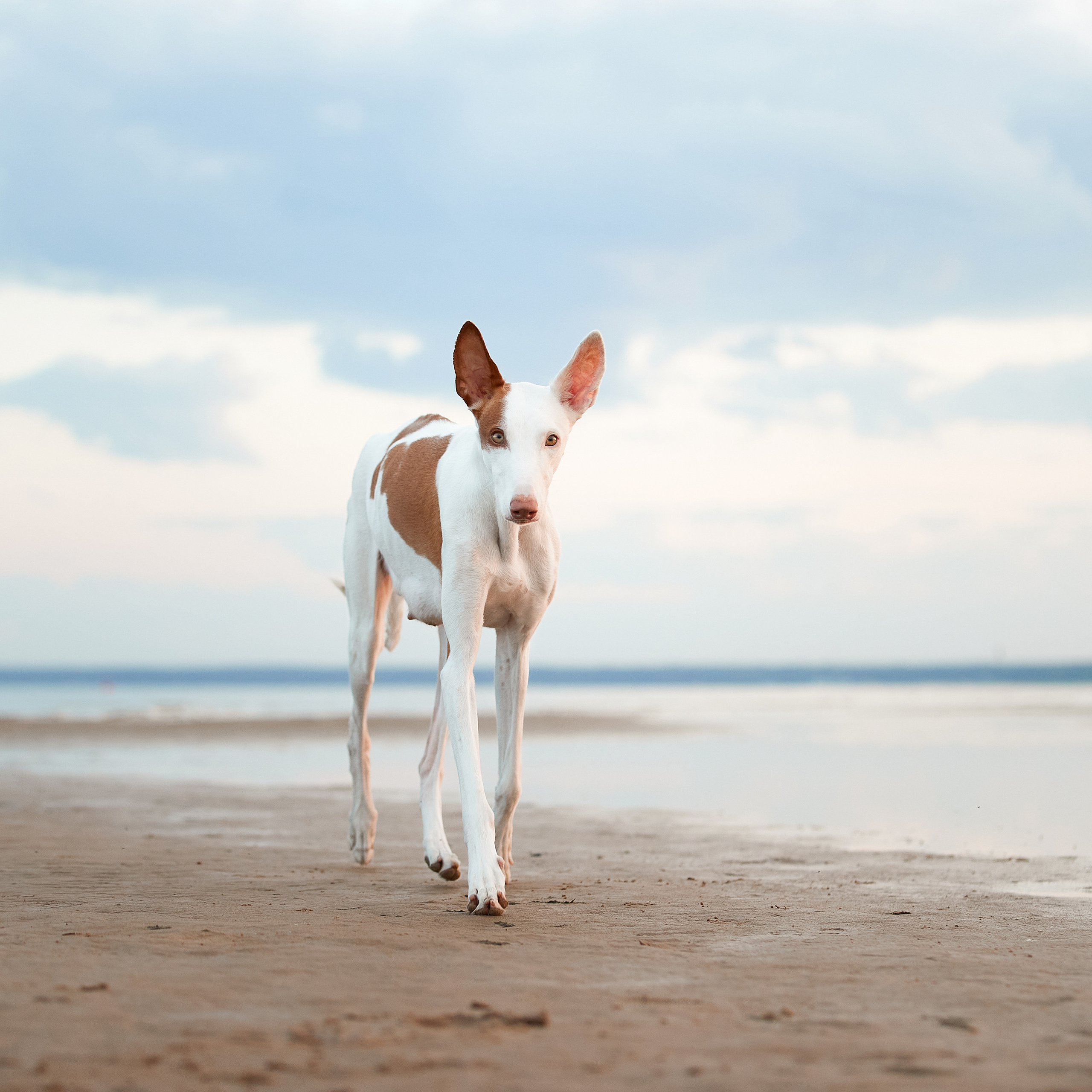 Встречаем рассвет с Байлой. ФОТОГРАФ-АНИМАЛИСТ l LANA POLYAKOVA