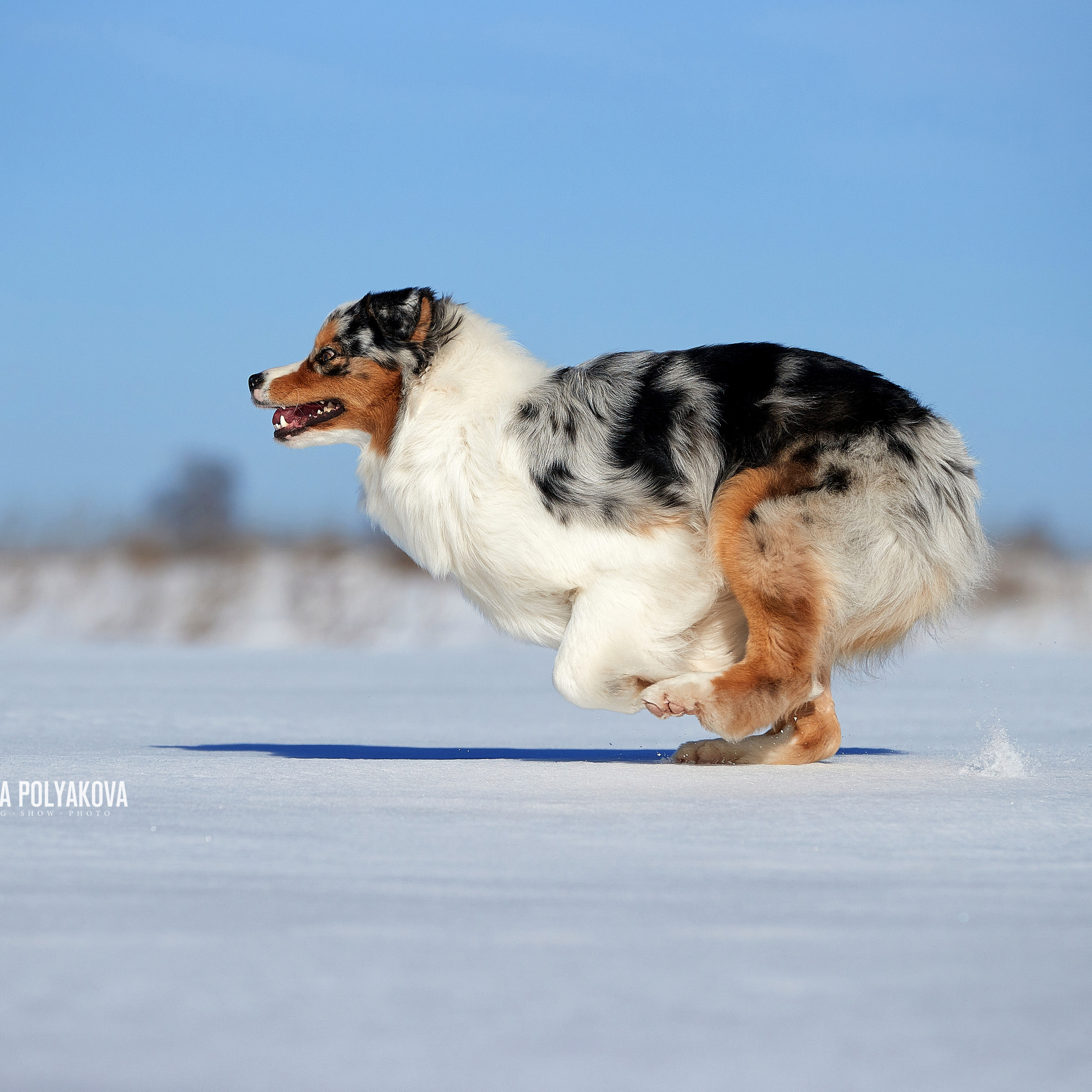 Австралийская овчарка, аусси питомник APPLEDORE