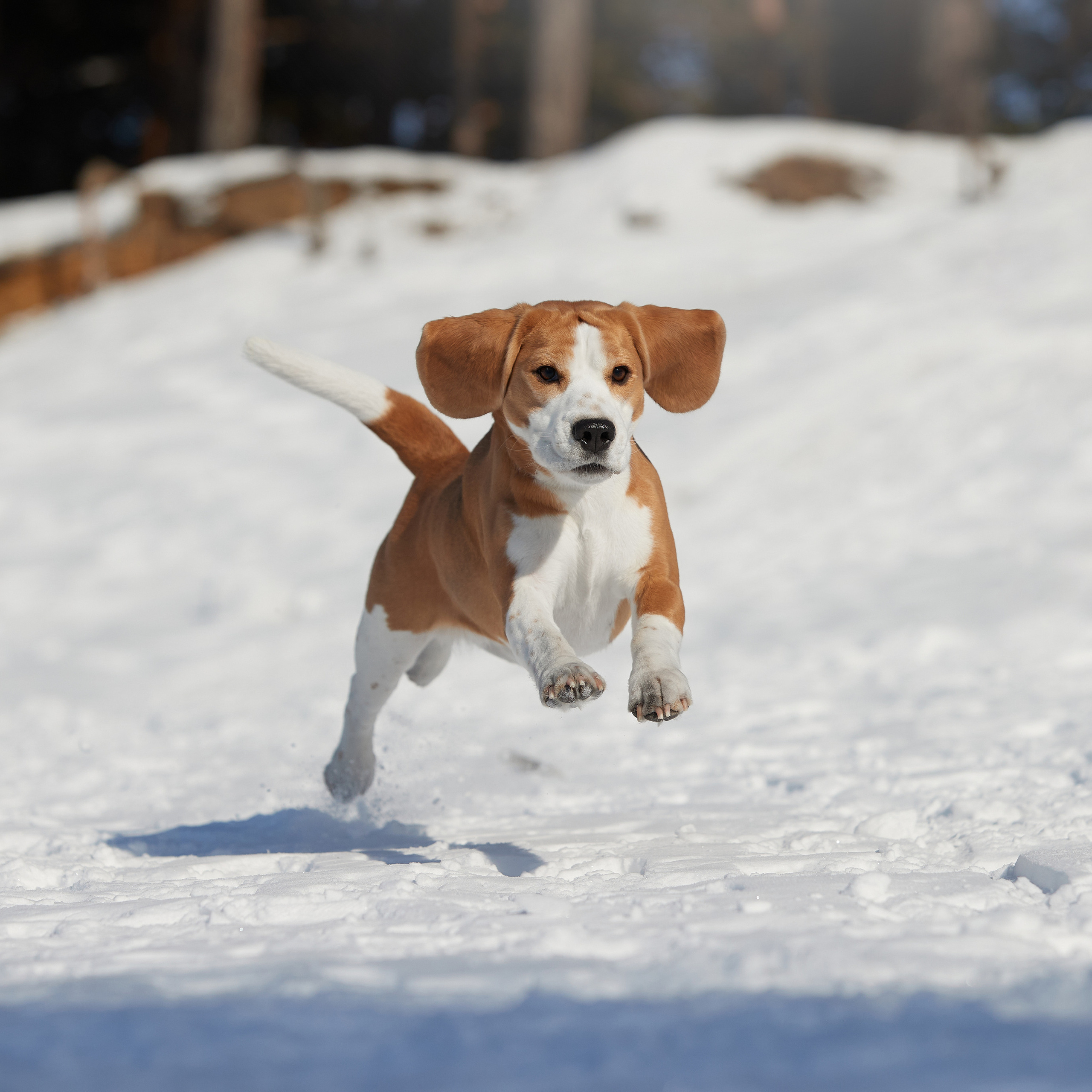 Зимний Workshop и фотосъемки на Байкале. ФОТОГРАФ-АНИМАЛИСТ l LANA POLYAKOVA