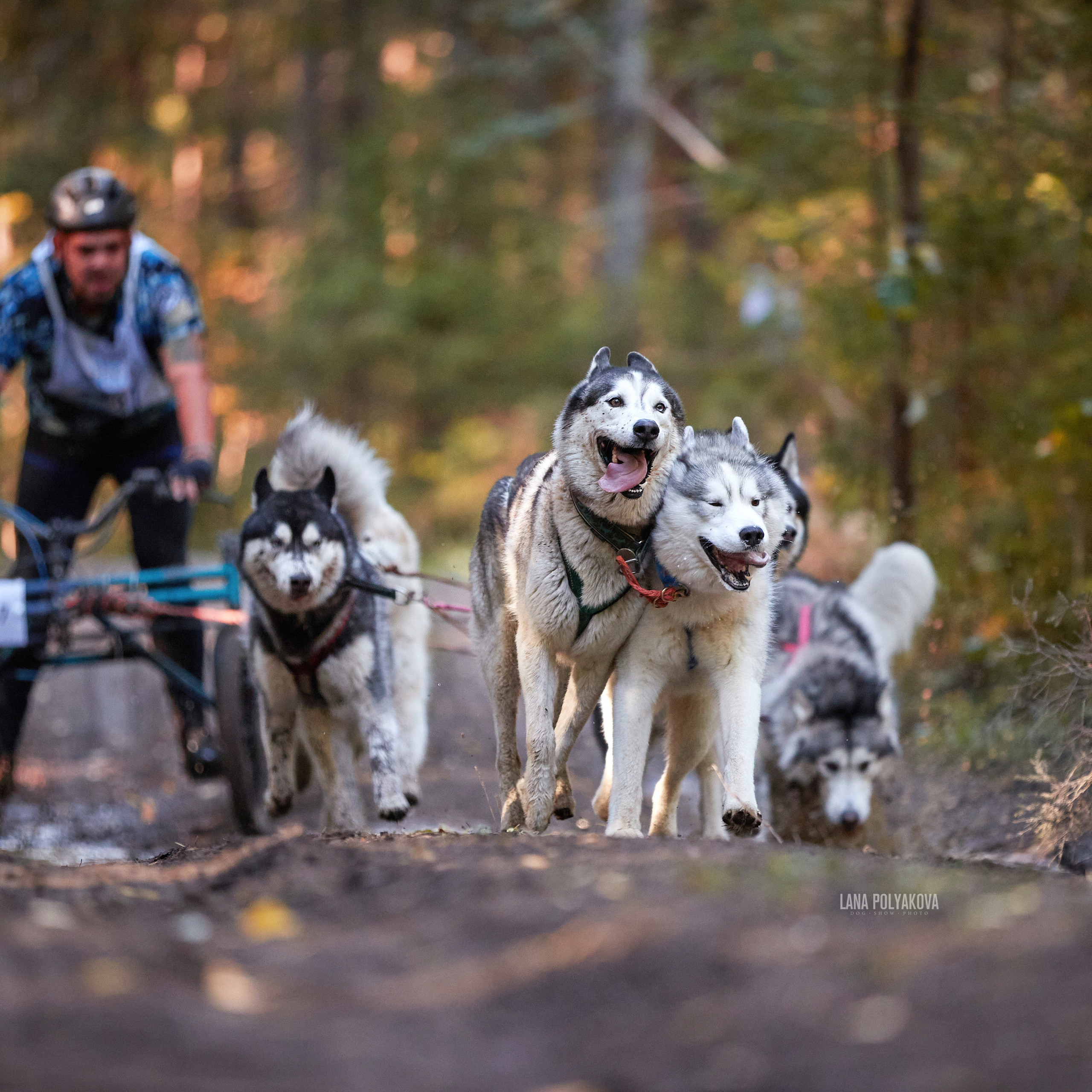 Чемпионат РКФ FCISDR 24-25.09.22. ФОТОГРАФ-АНИМАЛИСТ l LANA POLYAKOVA