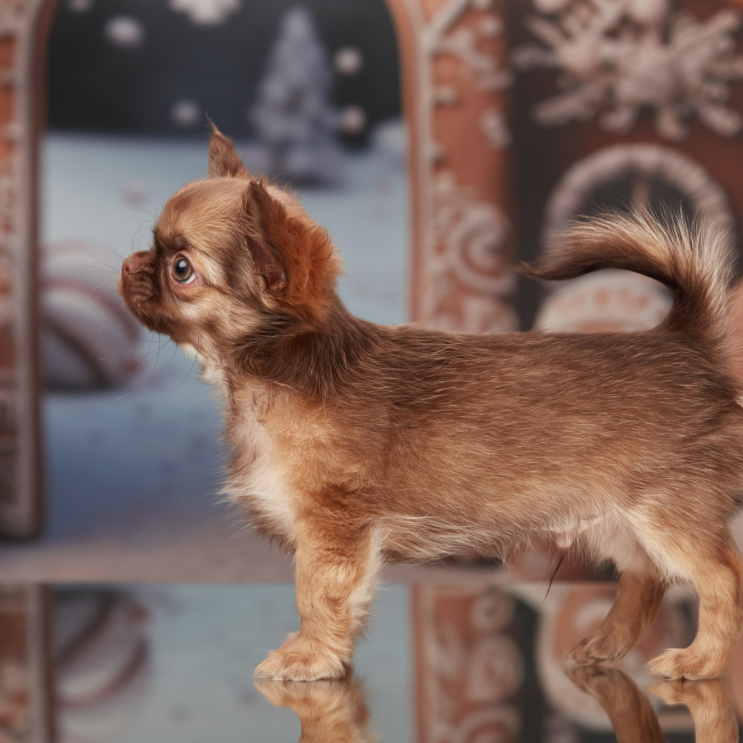 Малыши чихуахуа готовятся к Новому году. Новая коллекция праздничных фонов. ФОТОГРАФ-АНИМАЛИСТ l LANA POLYAKOVA