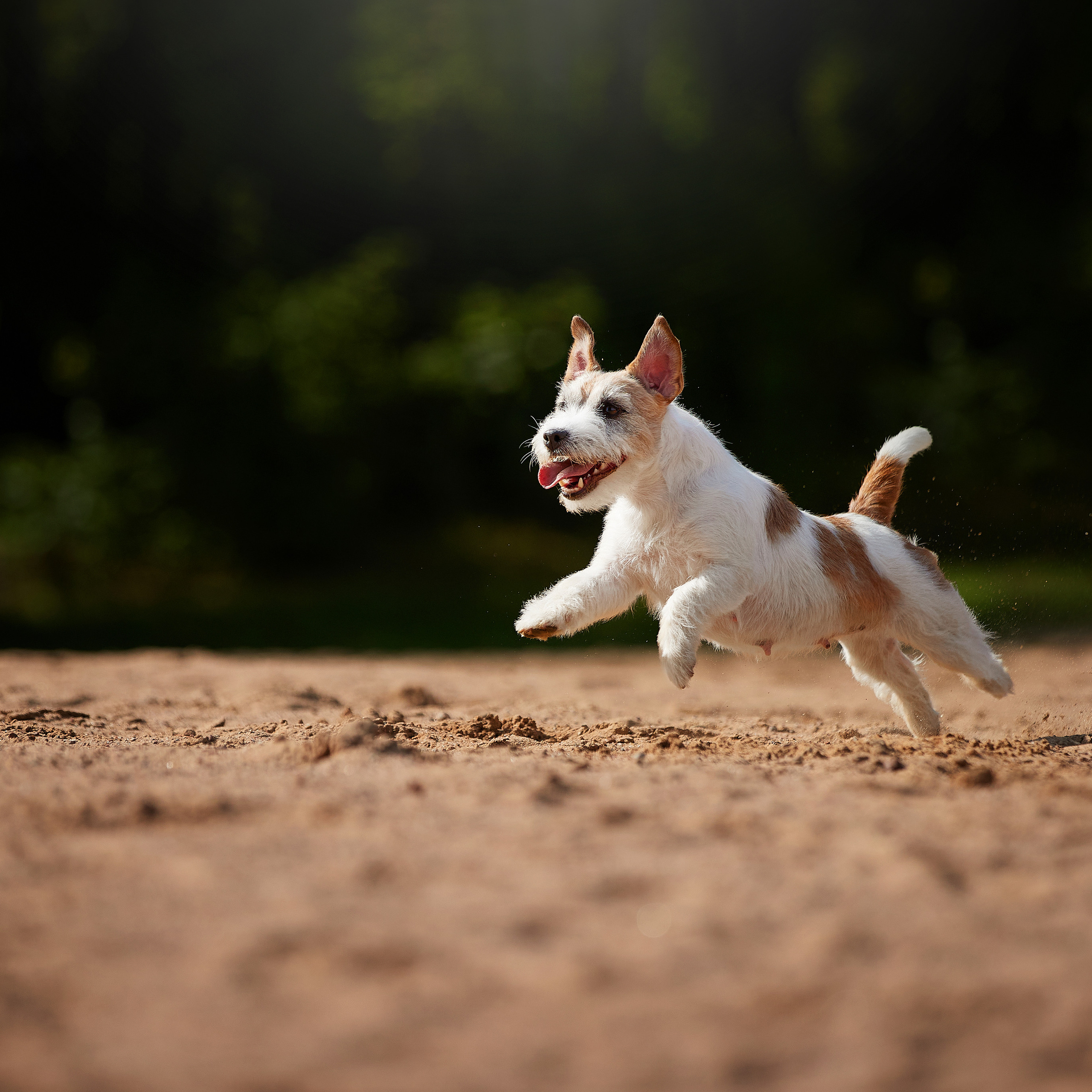 Джеки спешат на помощь!. ФОТОГРАФ-АНИМАЛИСТ l LANA POLYAKOVA