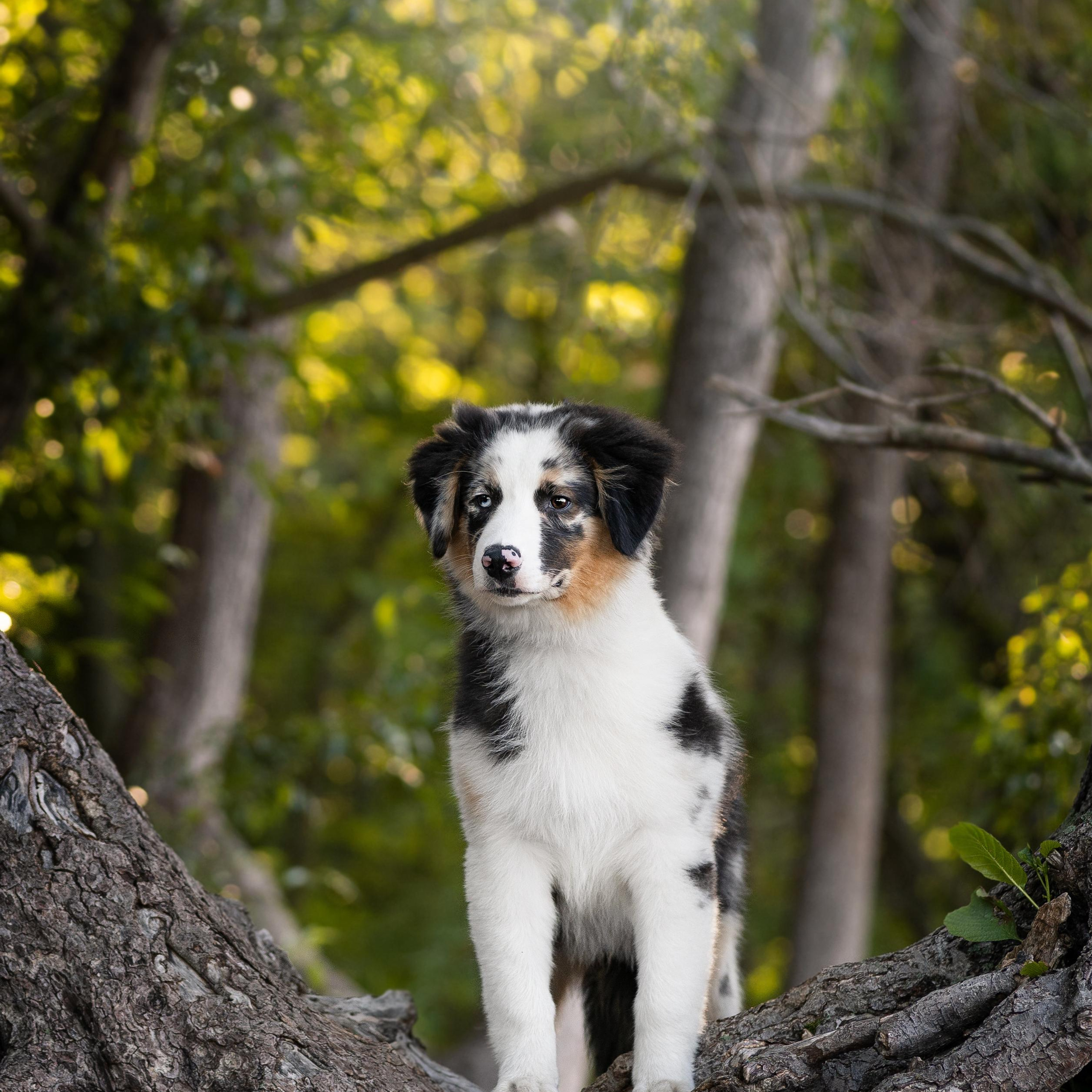 WORK-SHOP 16.07.23 завершён. ФОТОГРАФ-АНИМАЛИСТ l LANA POLYAKOVA