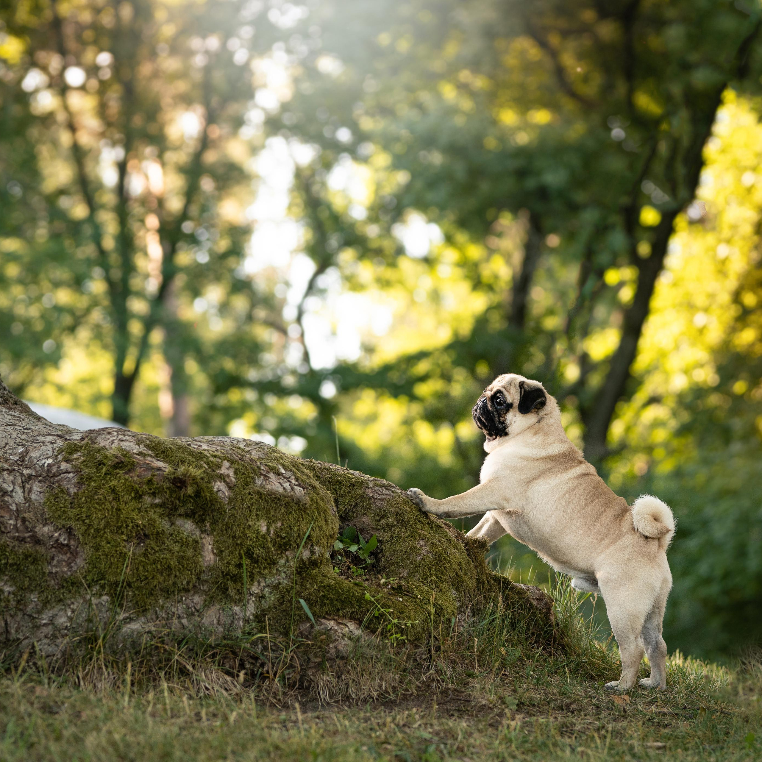 WORK-SHOP 16.07.23 завершён. ФОТОГРАФ-АНИМАЛИСТ l LANA POLYAKOVA