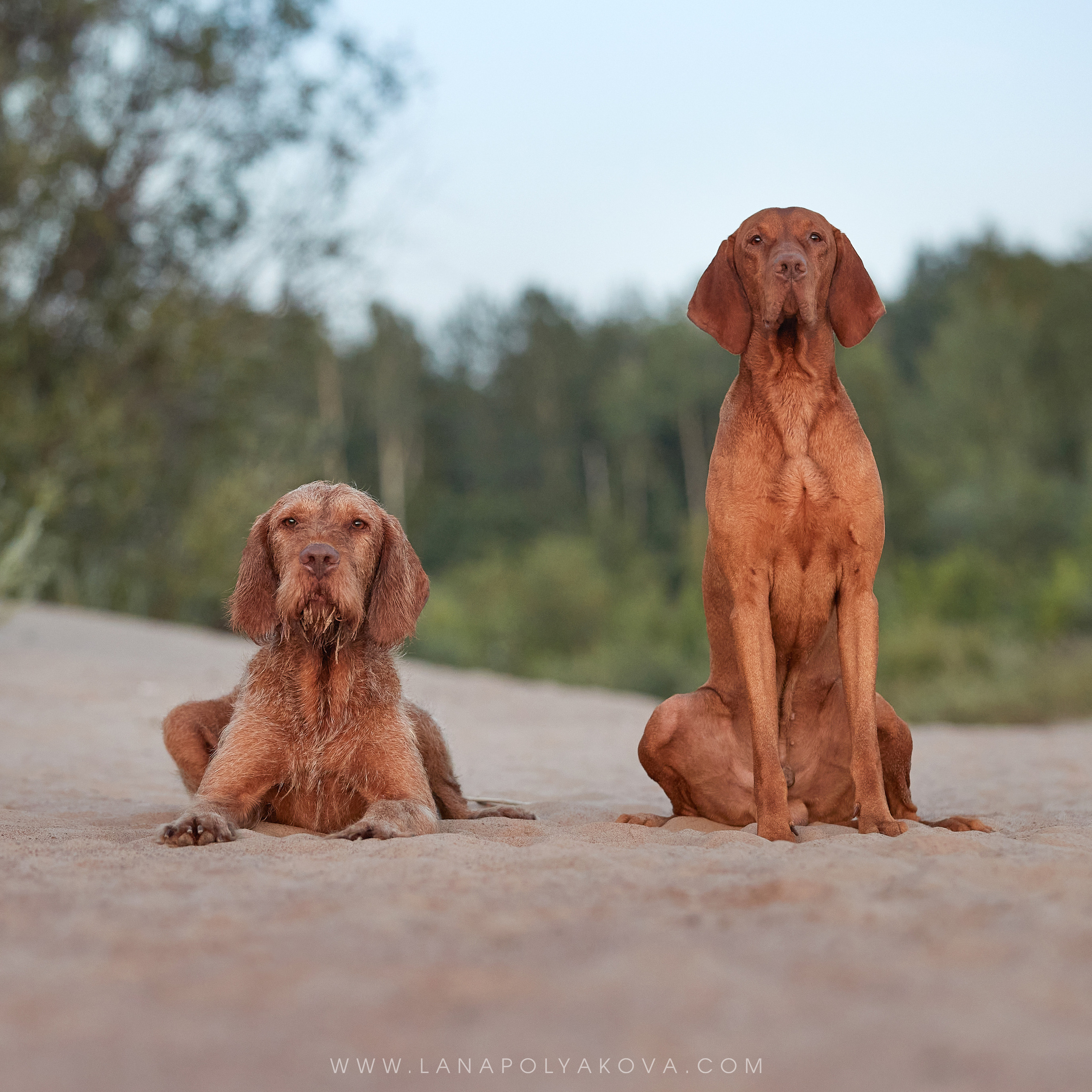 Фото-прогулка для выжл. ФОТОГРАФ-АНИМАЛИСТ l LANA POLYAKOVA