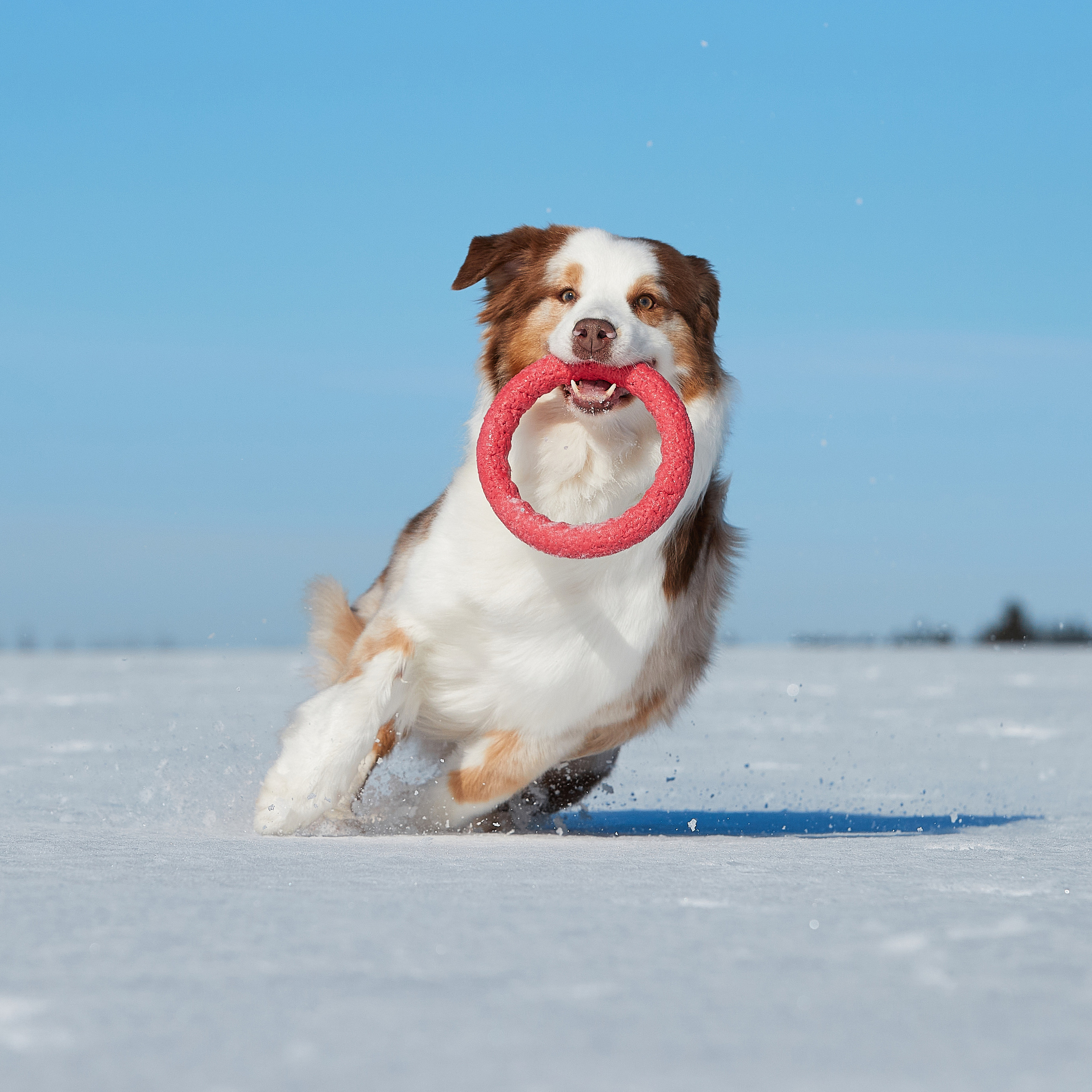 Съешь ещё этих мягких французских булок да выпей чаю. ФОТОГРАФ-АНИМАЛИСТ l LANA POLYAKOVA