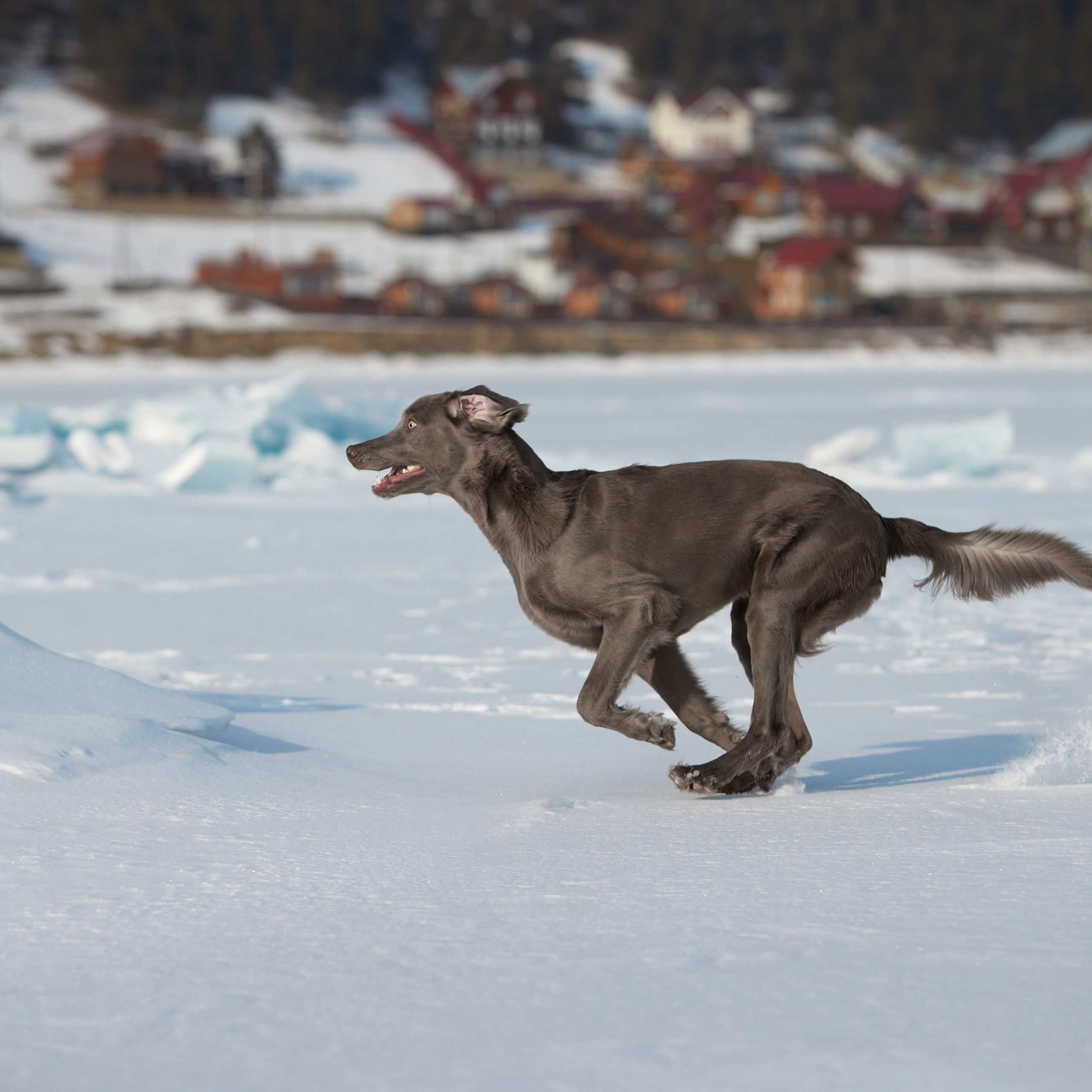 Зимний Workshop и фотосъемки на Байкале. ФОТОГРАФ-АНИМАЛИСТ l LANA POLYAKOVA