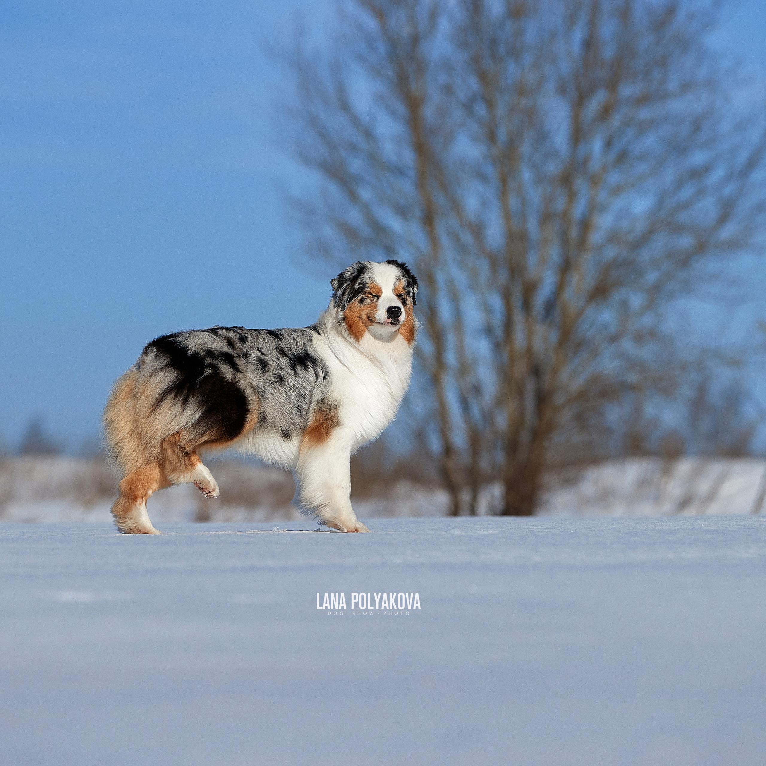 Австралийская овчарка, аусси питомник APPLEDORE