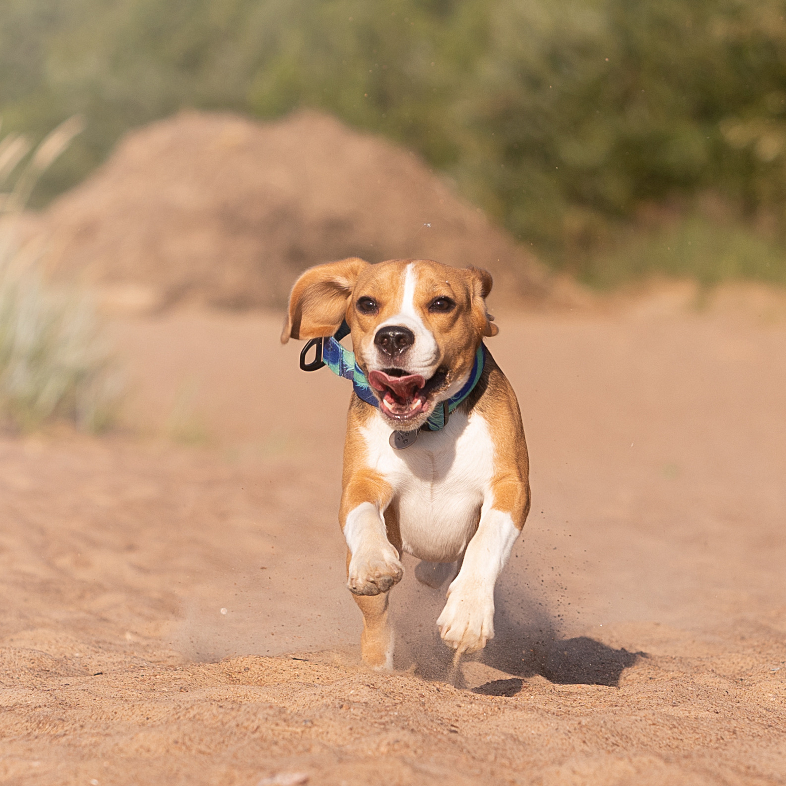 WORK-SHOP 16.07.23 завершён. ФОТОГРАФ-АНИМАЛИСТ l LANA POLYAKOVA