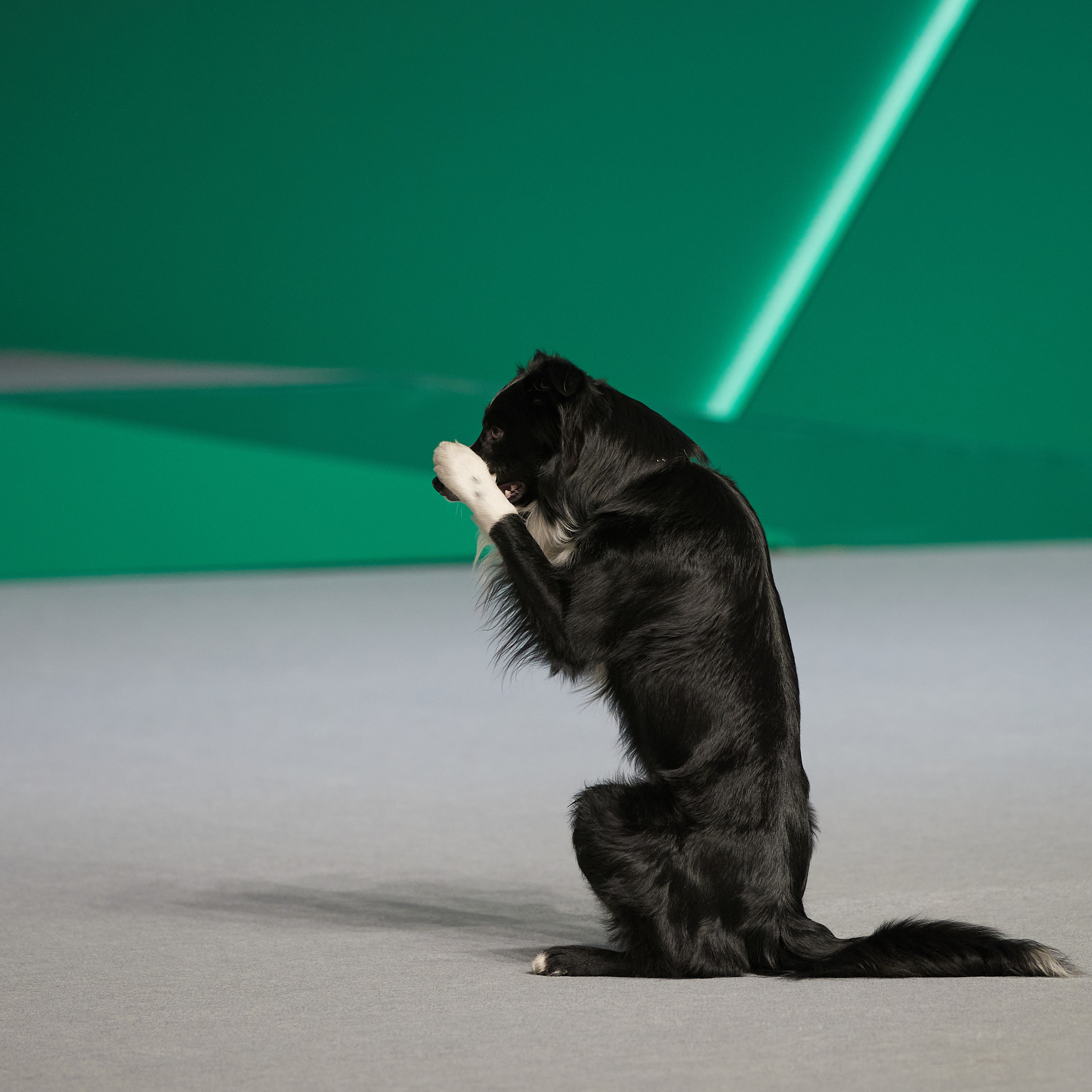 «Россия» в Крокусе. ФОТОГРАФ-АНИМАЛИСТ l LANA POLYAKOVA