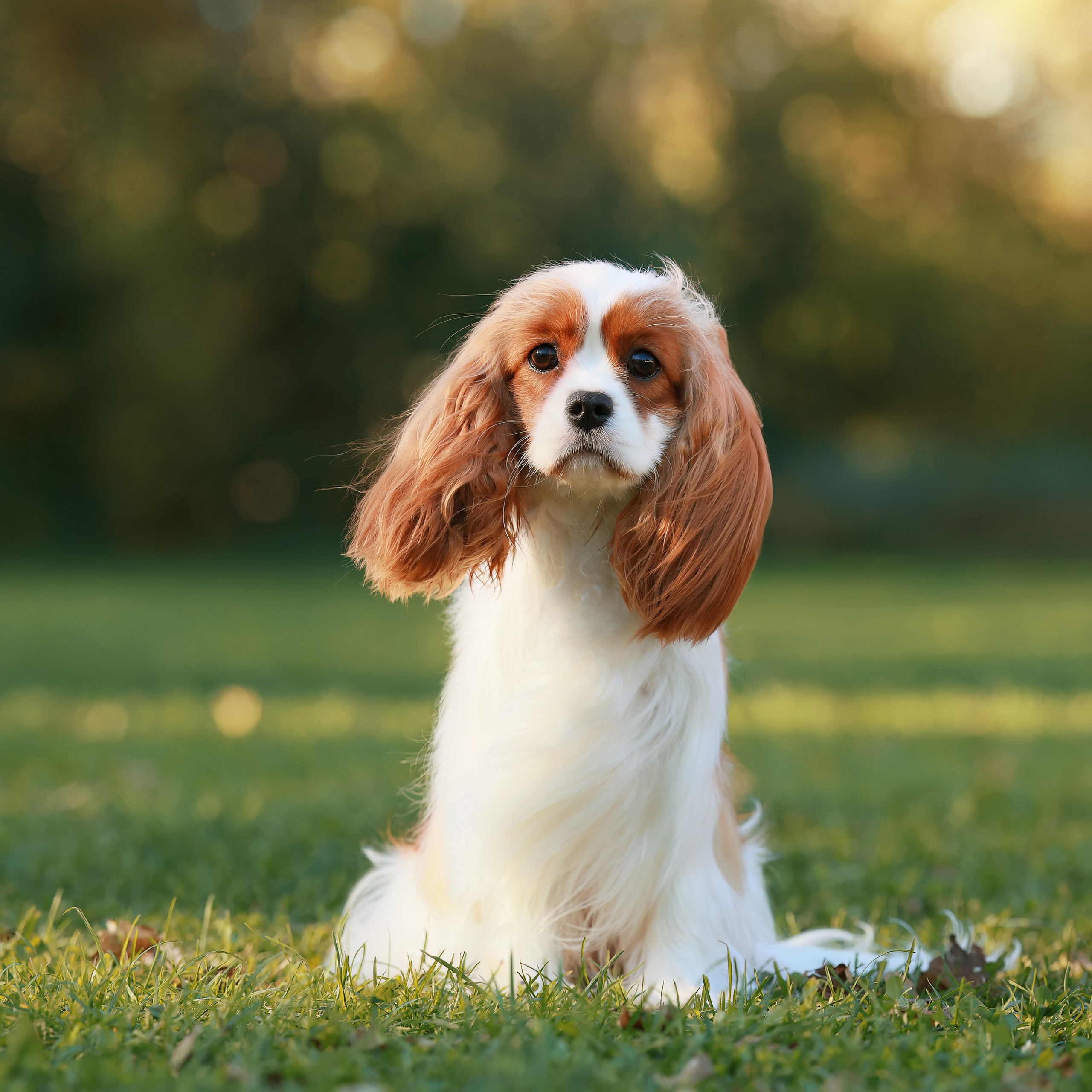 27-28.09.2025 ВЫСТАВКИ СОБАК ВСЕХ ПОРОД (САС, ЧРКФ, ЧФ). ФОТОГРАФ-АНИМАЛИСТ l LANA POLYAKOVA