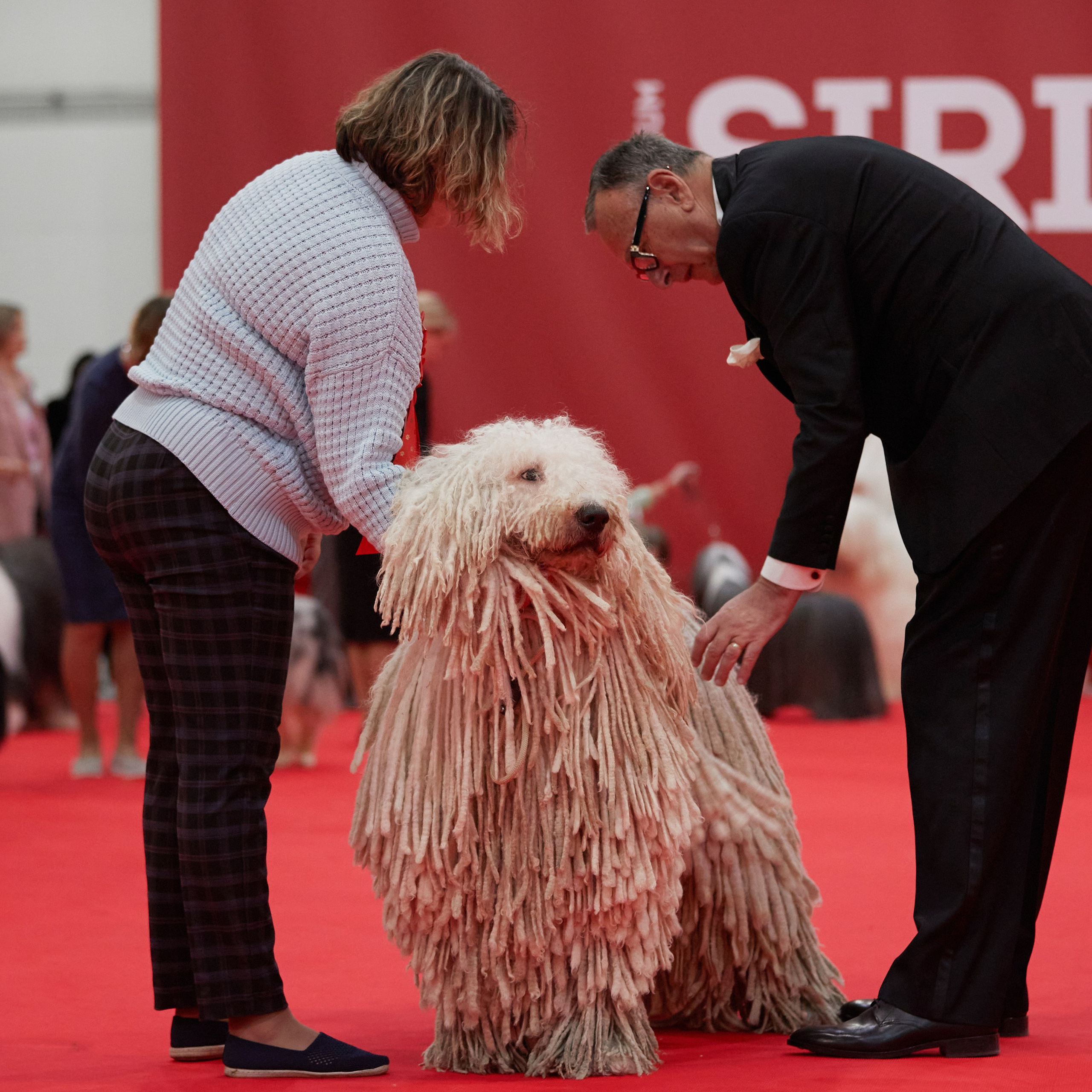 Новое шоу чемпионов «ЛУЧШИЕ СОБАКИ РОССИИ». ФОТОГРАФ-АНИМАЛИСТ l LANA POLYAKOVA