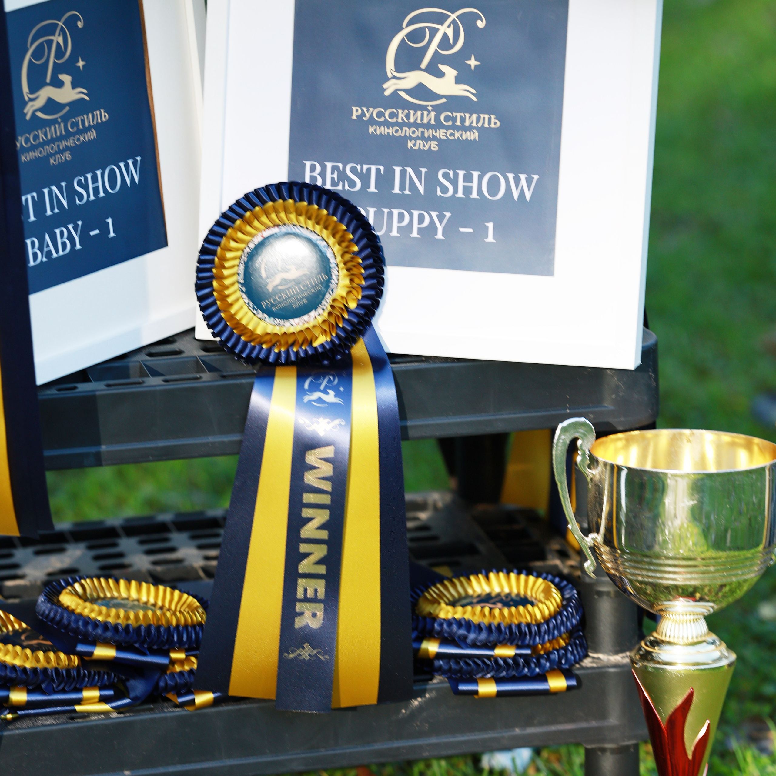 27-28.09.2025 ВЫСТАВКИ СОБАК ВСЕХ ПОРОД (САС, ЧРКФ, ЧФ). ФОТОГРАФ-АНИМАЛИСТ l LANA POLYAKOVA