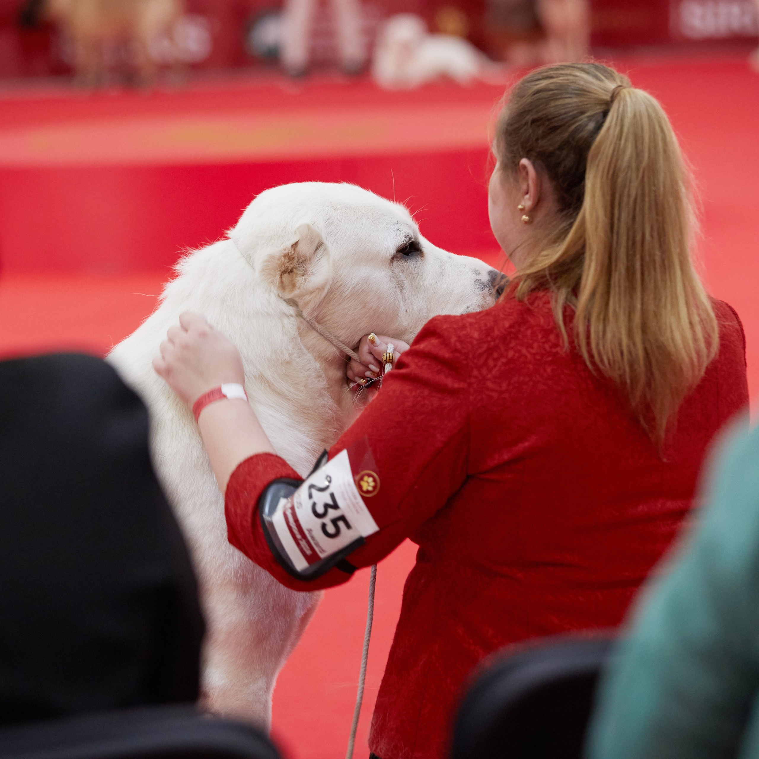 Новое шоу чемпионов «ЛУЧШИЕ СОБАКИ РОССИИ». ФОТОГРАФ-АНИМАЛИСТ l LANA POLYAKOVA