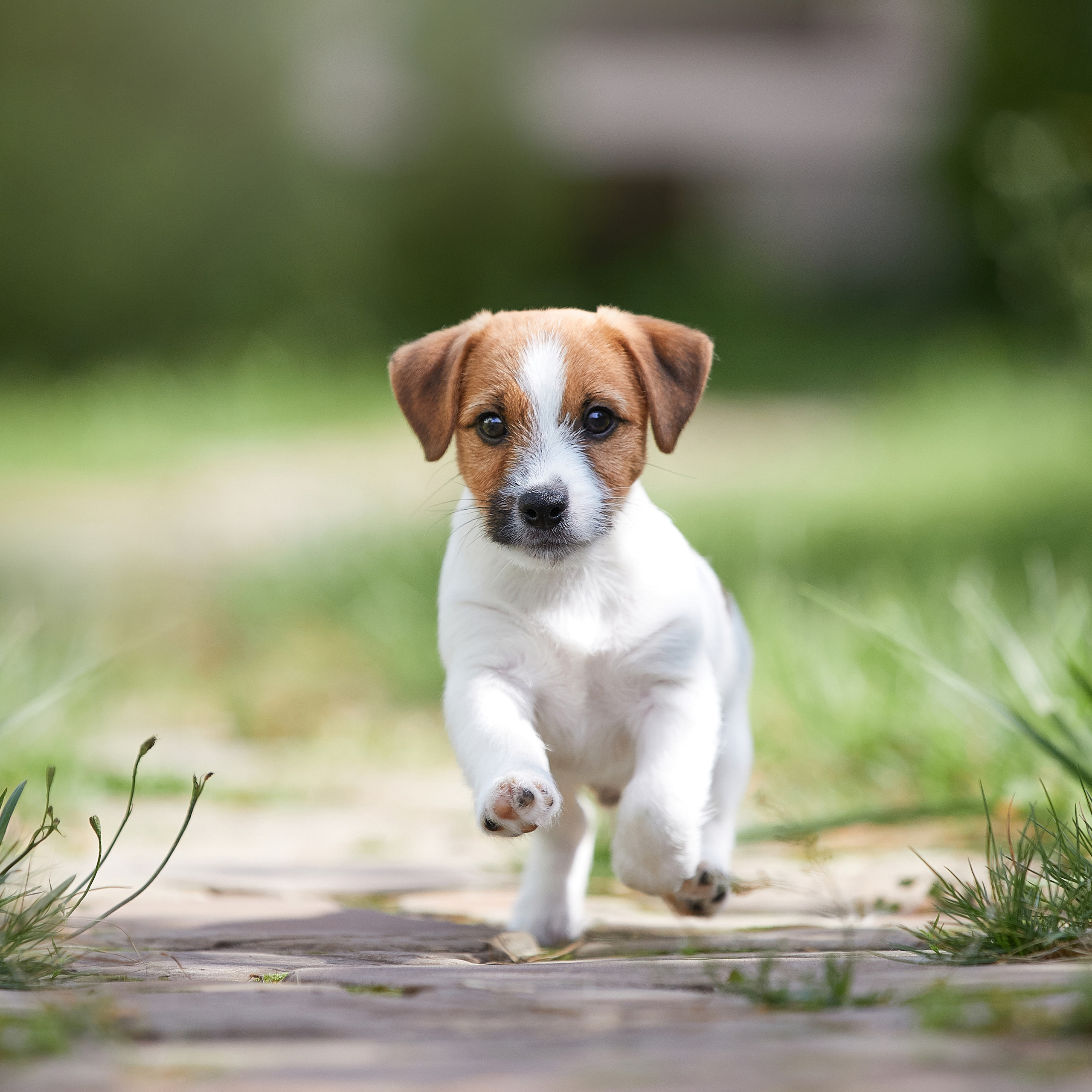 Джеки спешат на помощь!. ФОТОГРАФ-АНИМАЛИСТ l LANA POLYAKOVA