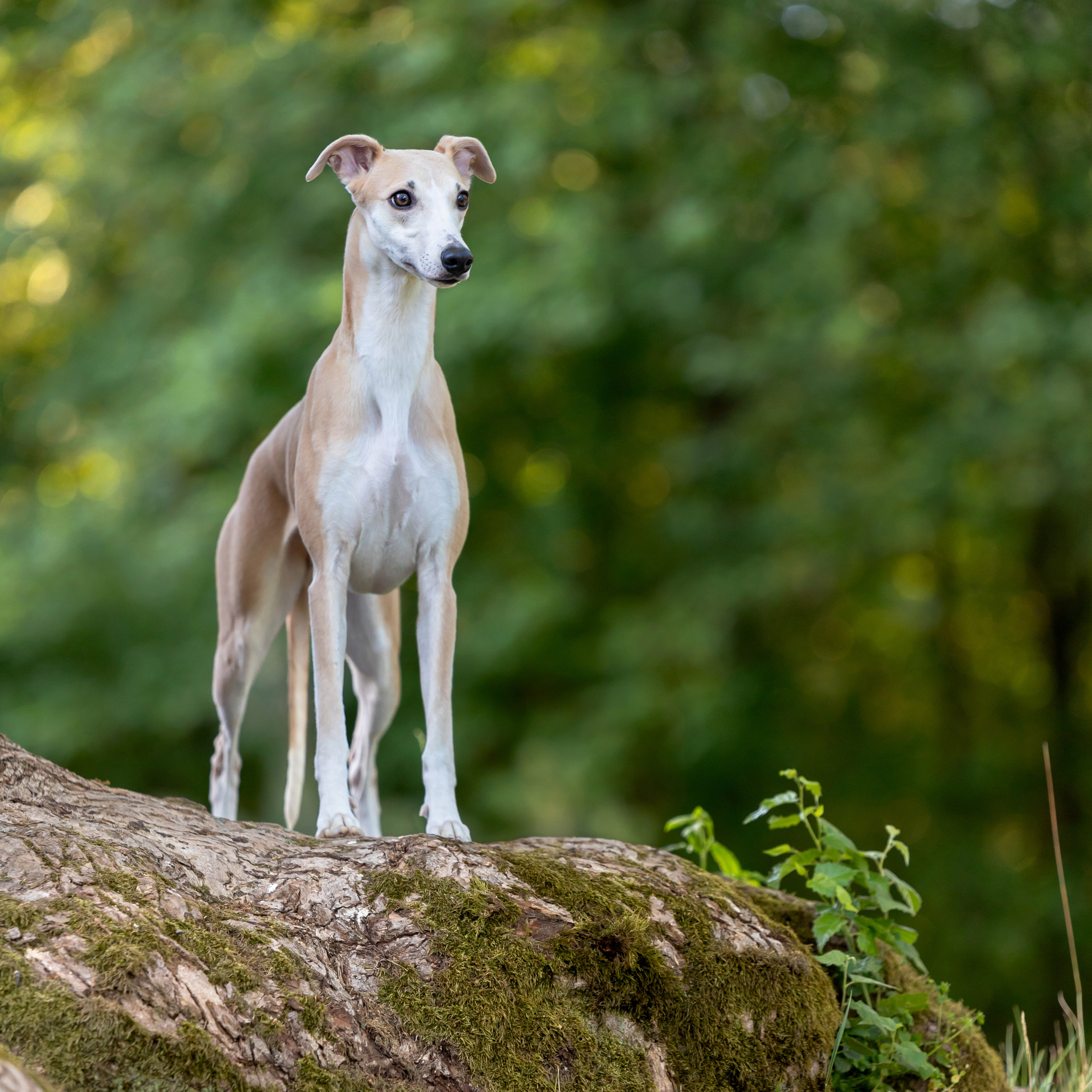 WORK-SHOP 16.07.23 завершён. ФОТОГРАФ-АНИМАЛИСТ l LANA POLYAKOVA