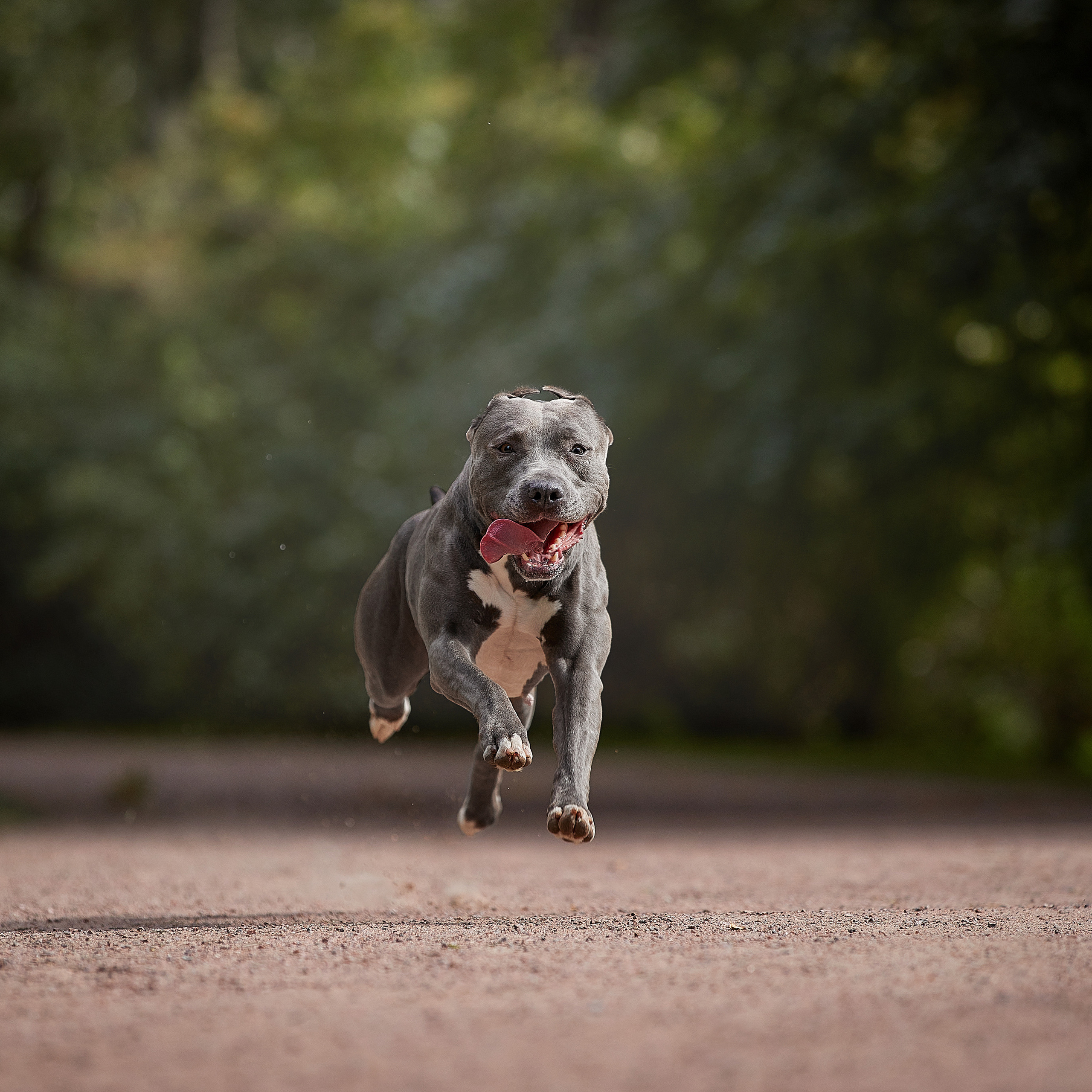 Есть такая порода. Прайтер. ФОТОГРАФ-АНИМАЛИСТ l LANA POLYAKOVA