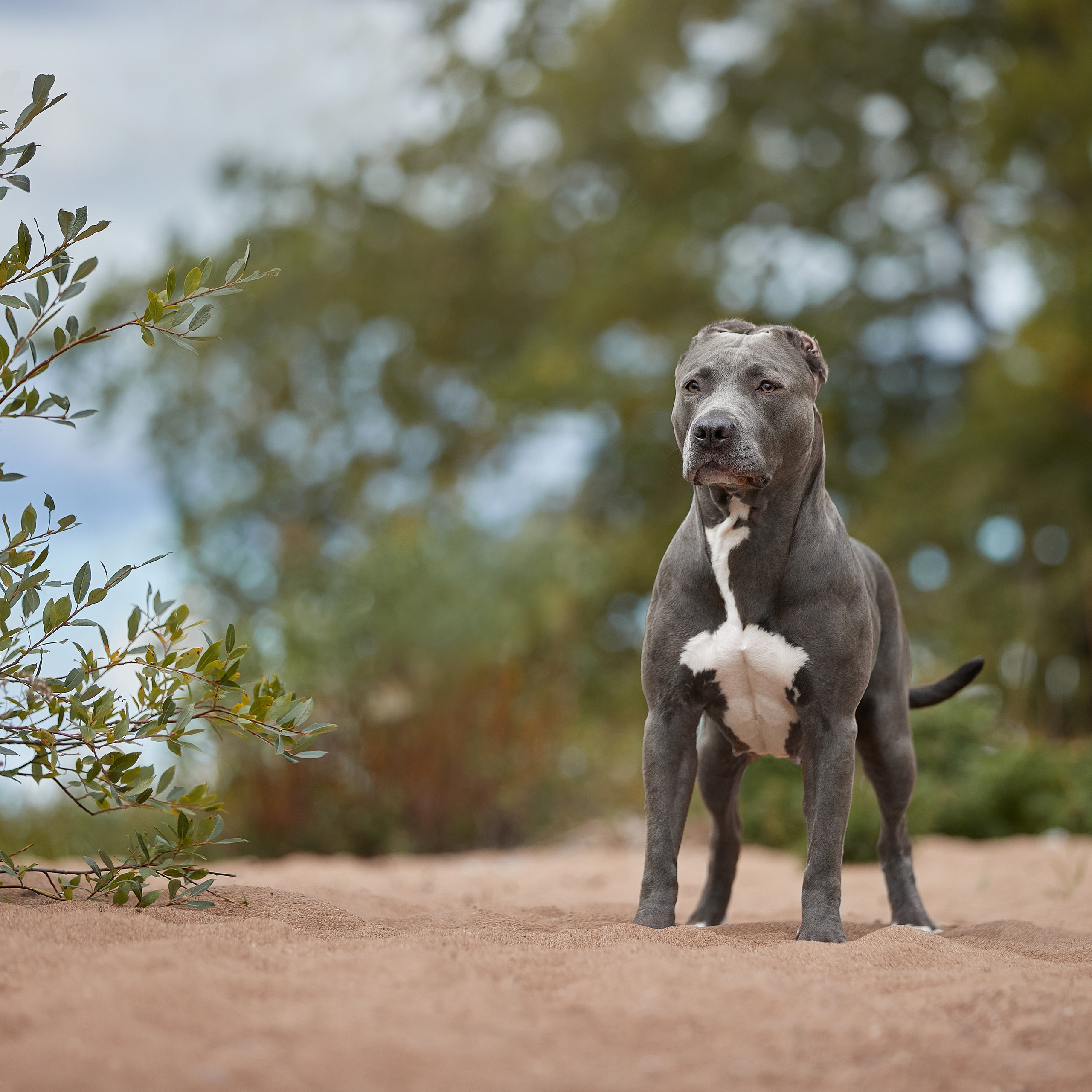 Есть такая порода. Прайтер. ФОТОГРАФ-АНИМАЛИСТ l LANA POLYAKOVA