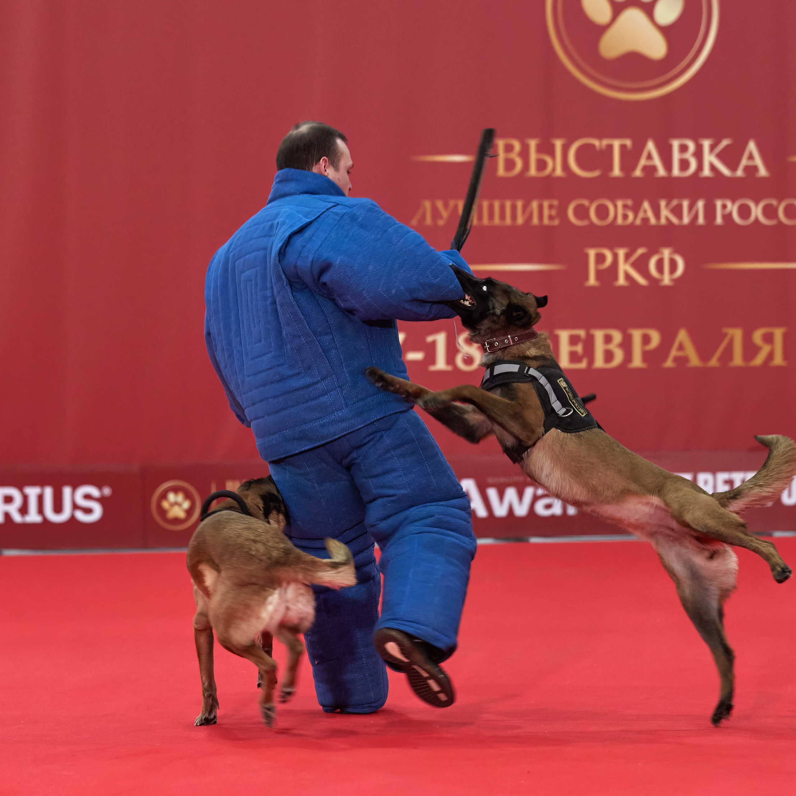 Новое шоу чемпионов «ЛУЧШИЕ СОБАКИ РОССИИ». ФОТОГРАФ-АНИМАЛИСТ l LANA POLYAKOVA