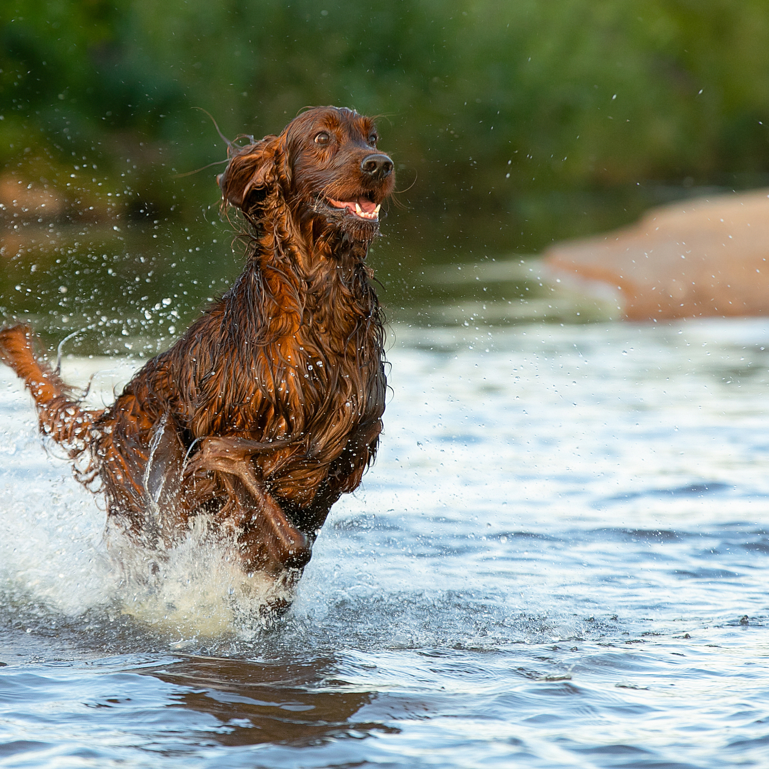 WORK-SHOP 16.07.23 завершён. ФОТОГРАФ-АНИМАЛИСТ l LANA POLYAKOVA