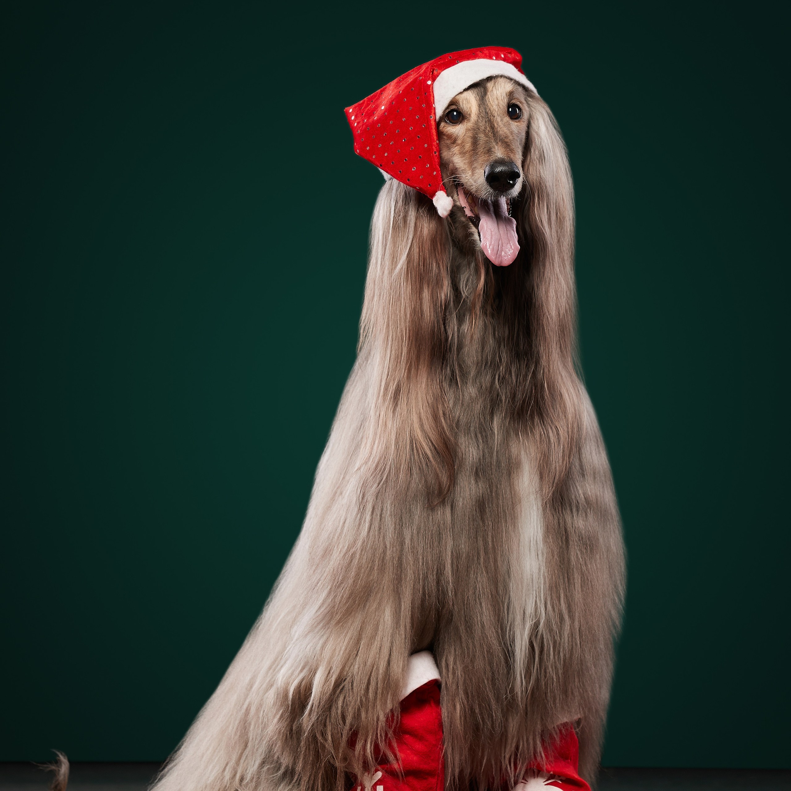 INT GRAND MULTI CH AHTIAR AK JAR AMADEUS FAVORITE OF SUCCESS